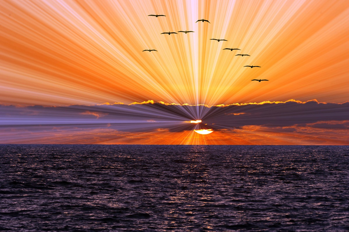 Image of Papermoon Fototapete »Meer mit Vögeln«, Vliestapete, hochwertiger Digitaldruck, inklusive Kleister bei Ackermann Versand Schweiz