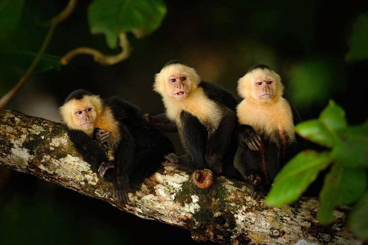 Fototapete »KAPUZINER-AFFEN-TIERE AMAZON DSCHUNGEL REGENWALD NATUR«