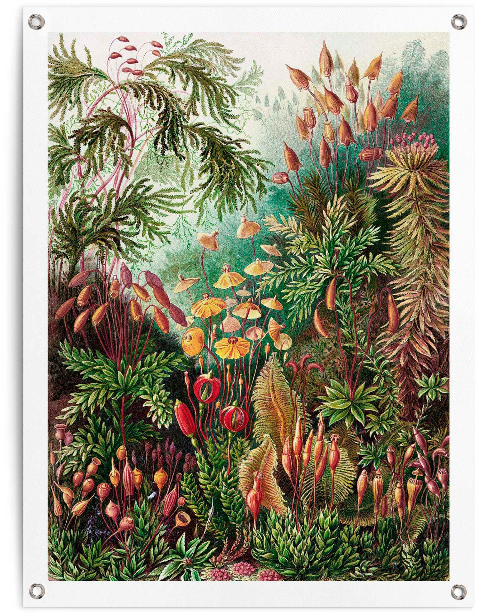 Image of Reinders Poster "Sea Flora"