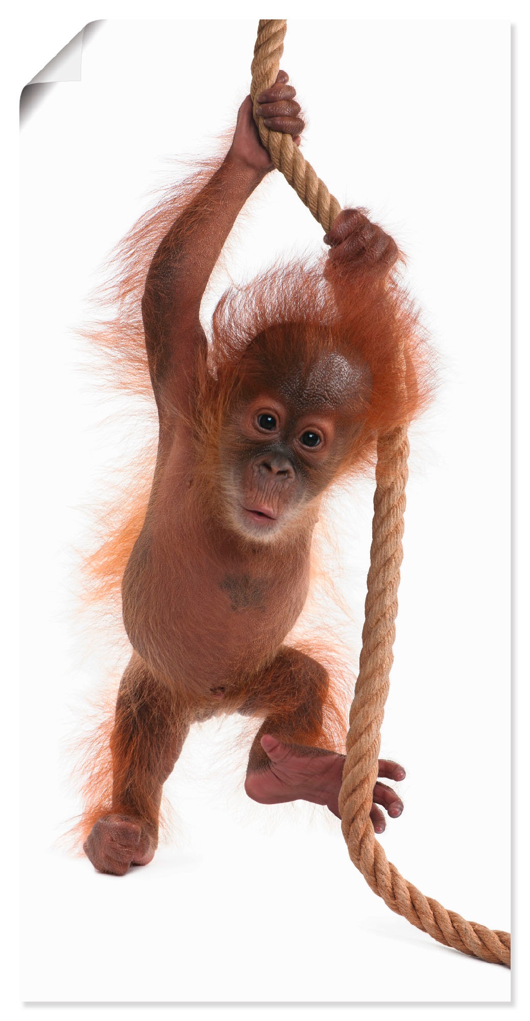 Image of Artland Wandbild »Baby Orang Utan hängt am Seil I«, Wildtiere, (1 St.), in vielen Grössen & Produktarten - Alubild / Outdoorbild für den Aussenbereich, Leinwandbild, Poster, Wandaufkleber / Wandtattoo auch für Badezimmer geeignet bei Ackermann Versand Sch