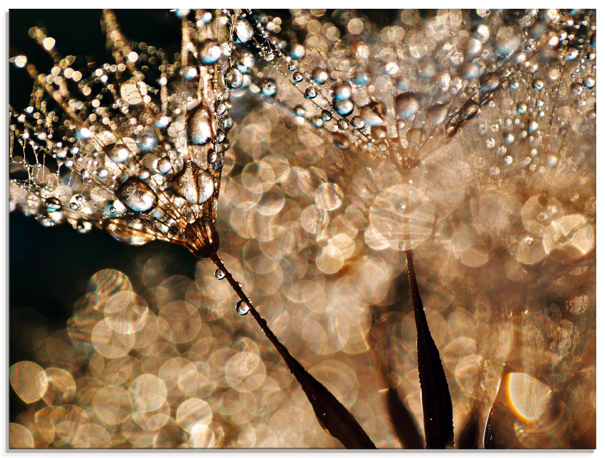 Image of Artland Glasbild "Pusteblume Goldschimmer" Blumen 1 Stk. tlg. in verschiedenen Grössen