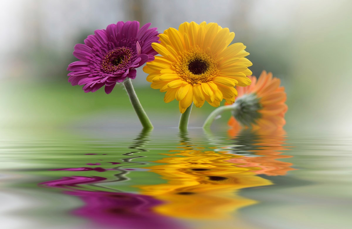 Image of Papermoon Fototapete "BLUMEN-SCHNEEGLÖCKCHEN PFLANZEN REFLEXION DEKO ABSTRAKT"