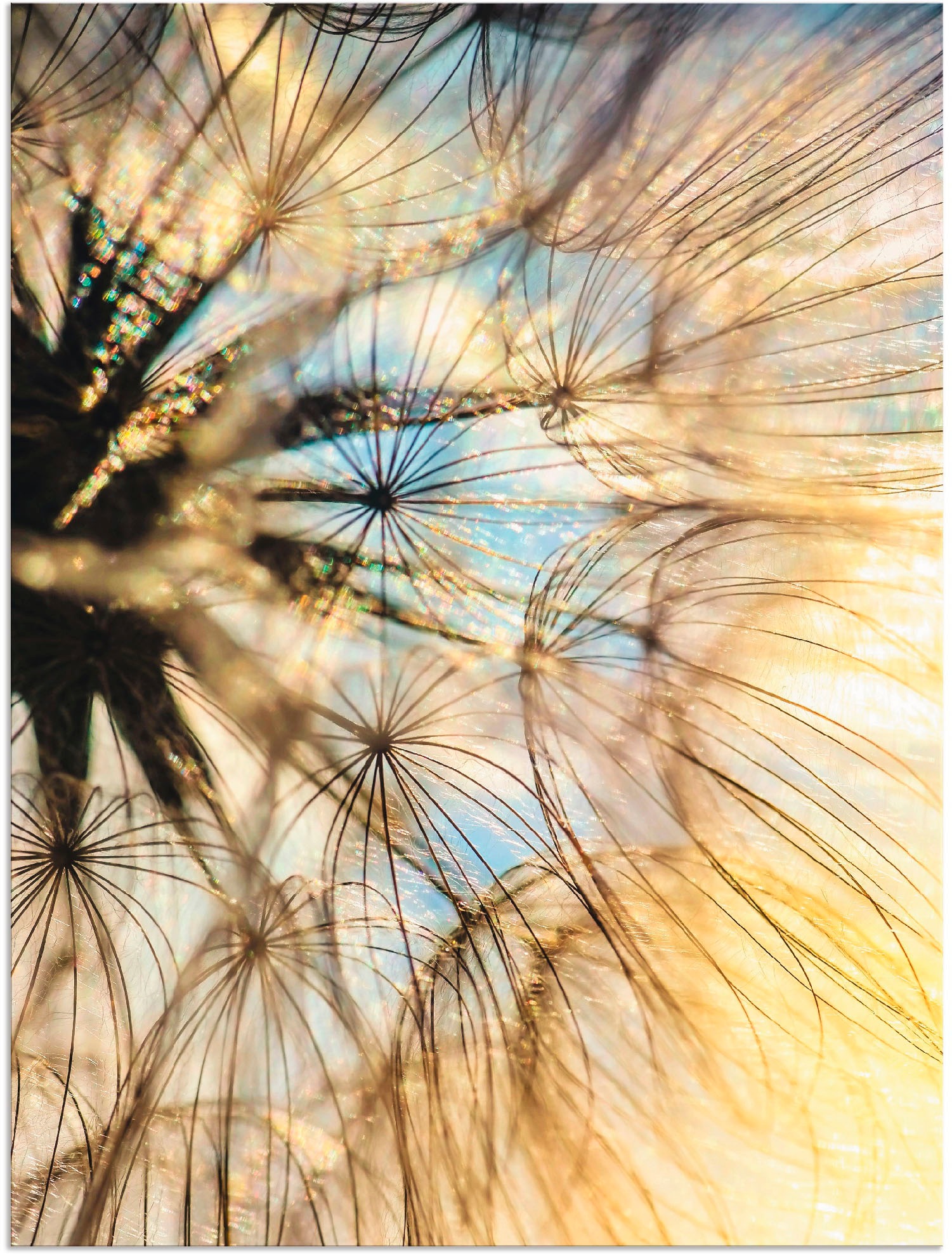 Image of Artland Wandbild »Pusteblume Poesie«, Blumen, (1 St.), in vielen Grössen & Produktarten - Alubild / Outdoorbild für den Aussenbereich, Leinwandbild, Poster, Wandaufkleber / Wandtattoo auch für Badezimmer geeignet bei Ackermann Versand Schweiz