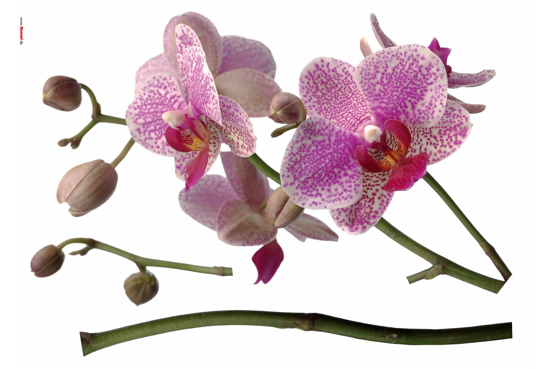 Komar Wandtattoo »Orchidee«, selbstklebend kaufen