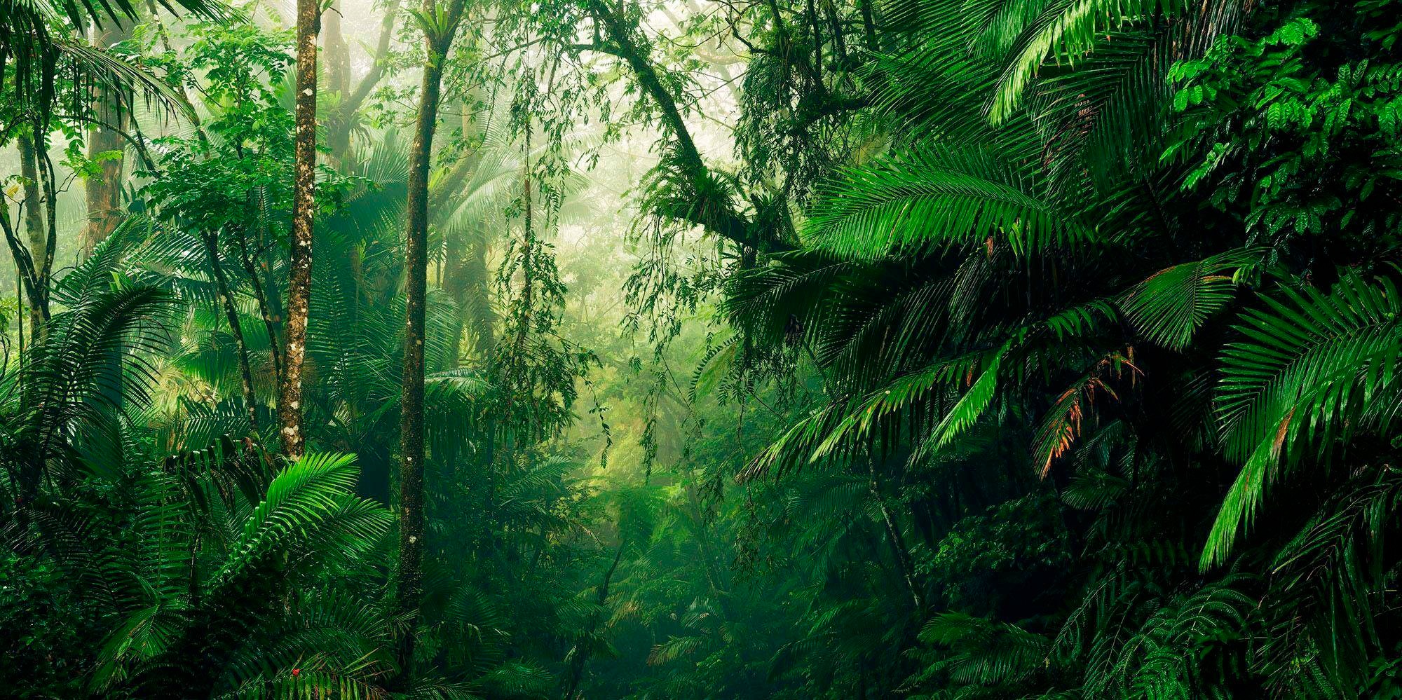 Image of Komar Vliestapete »Pure Tropenwelten«, naturalistisch bei Ackermann Versand Schweiz