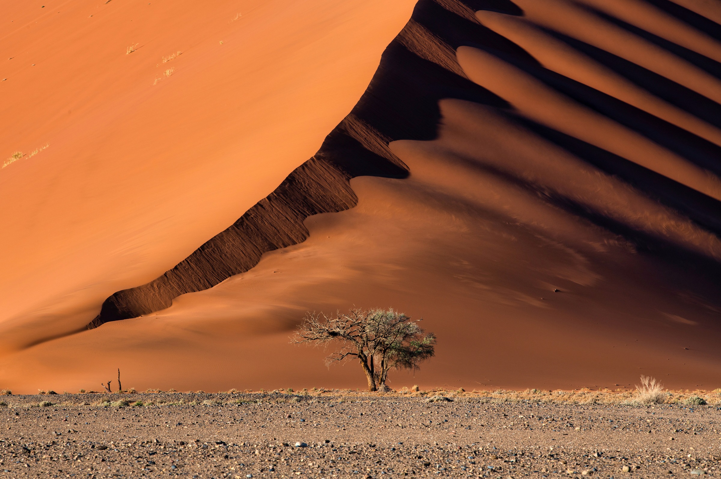 Image of Papermoon Fototapete »Photo-Art LUIGI RUOPPOLO, DIE DÜNE UND DER BAUM«, Vliestapete, hochwertiger Digitaldruck, inklusive Kleister bei Ackermann Versand Schweiz