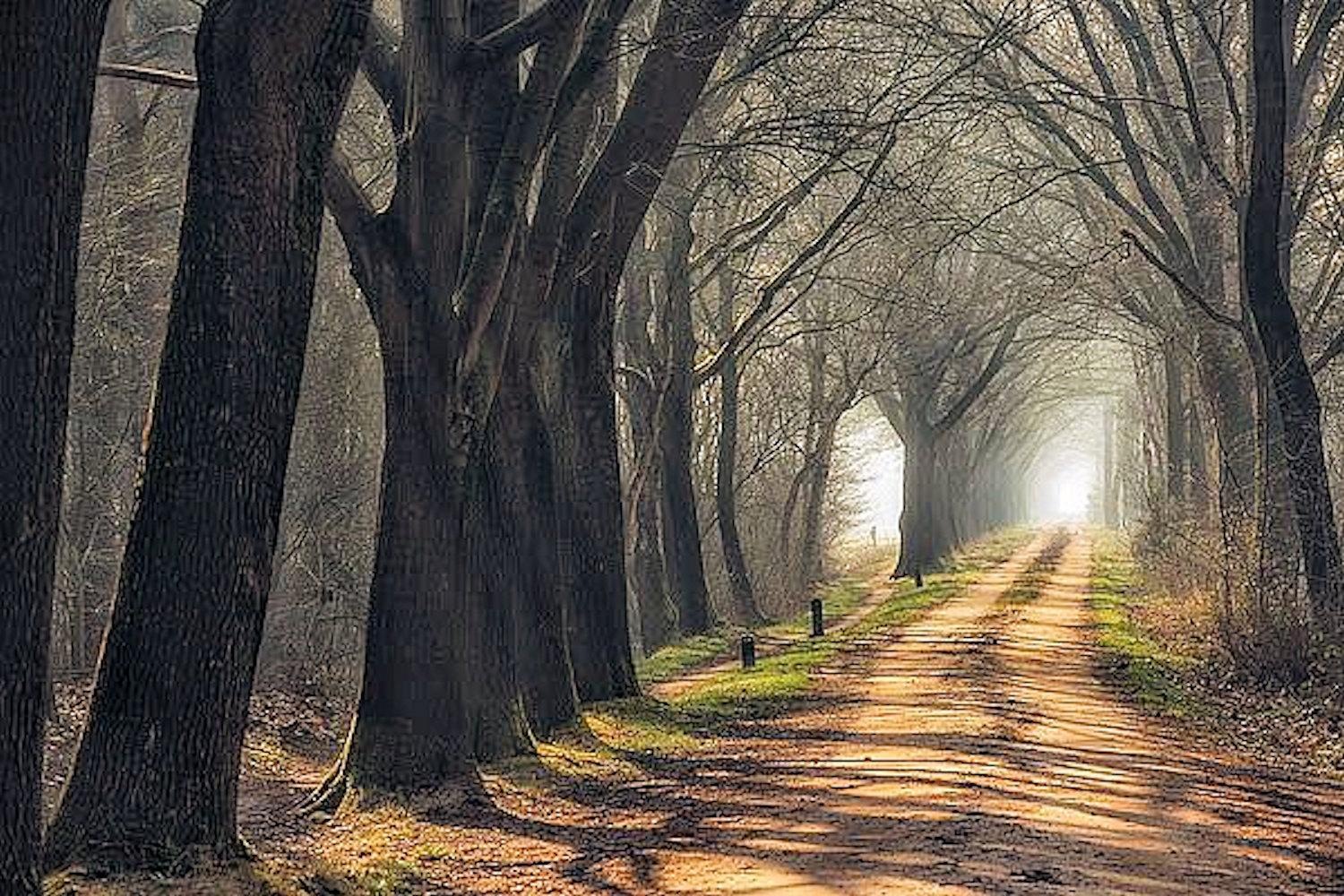 Image of Home affaire Leinwandbild »L. VAN DE GOOR/Pfad«, 80/60 cm bei Ackermann Versand Schweiz