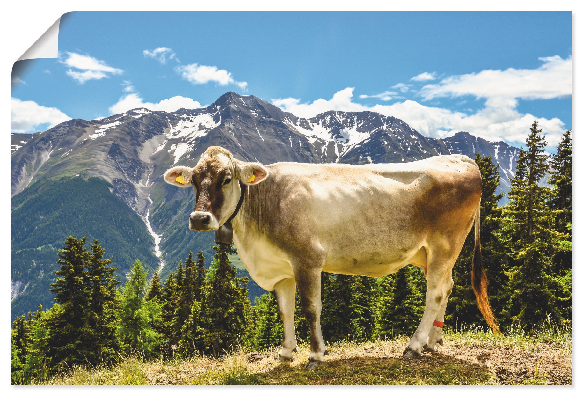 Alpen bequem Sommer«, St.), Haustiere, in in im Grössen Alubild, als versch. Wandbild Poster (1 kaufen Artland den Wandaufkleber oder »Bergkuh Leinwandbild,