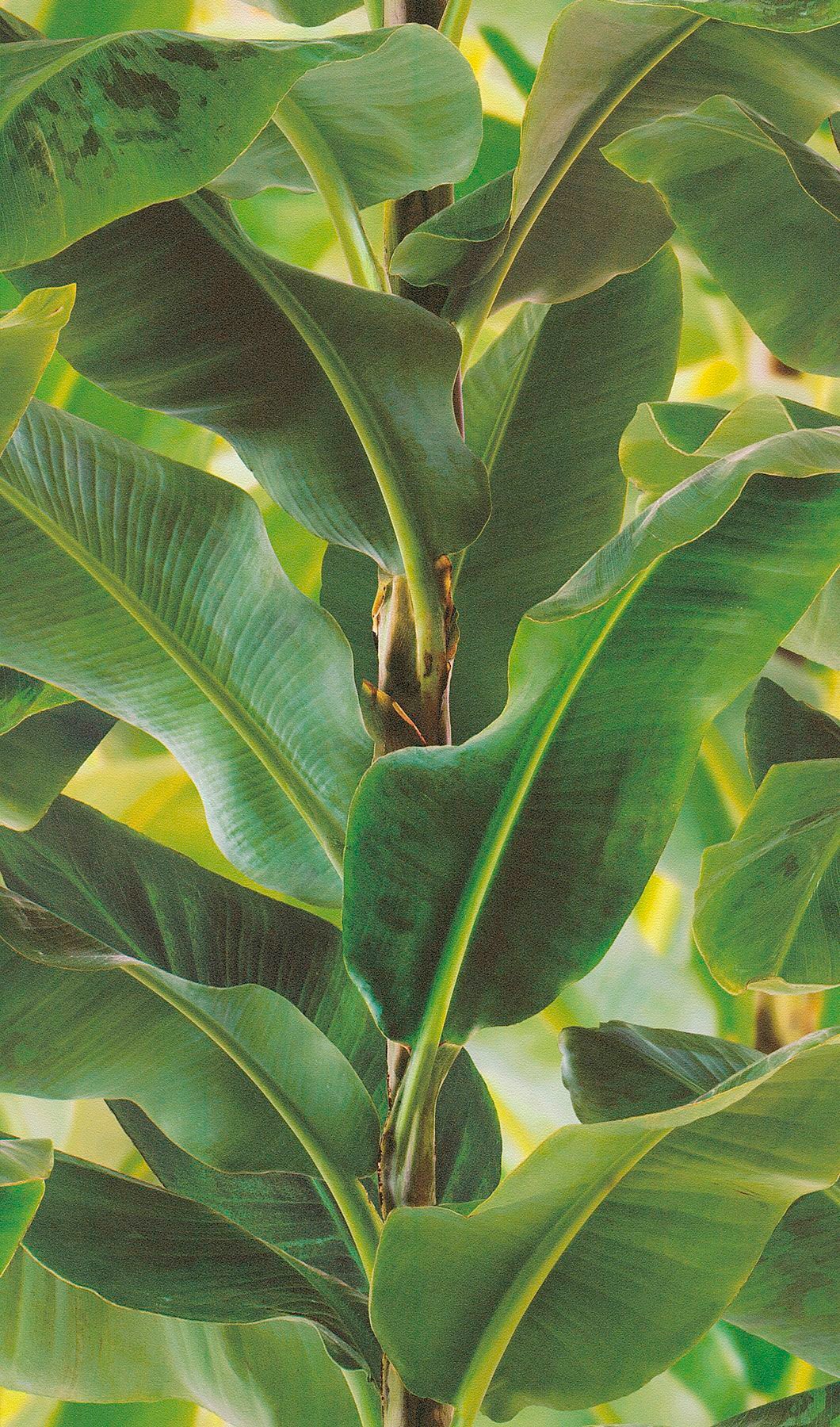 Image of Rasch Vinyltapete »Selection«, gemustert-natürlich bei Ackermann Versand Schweiz