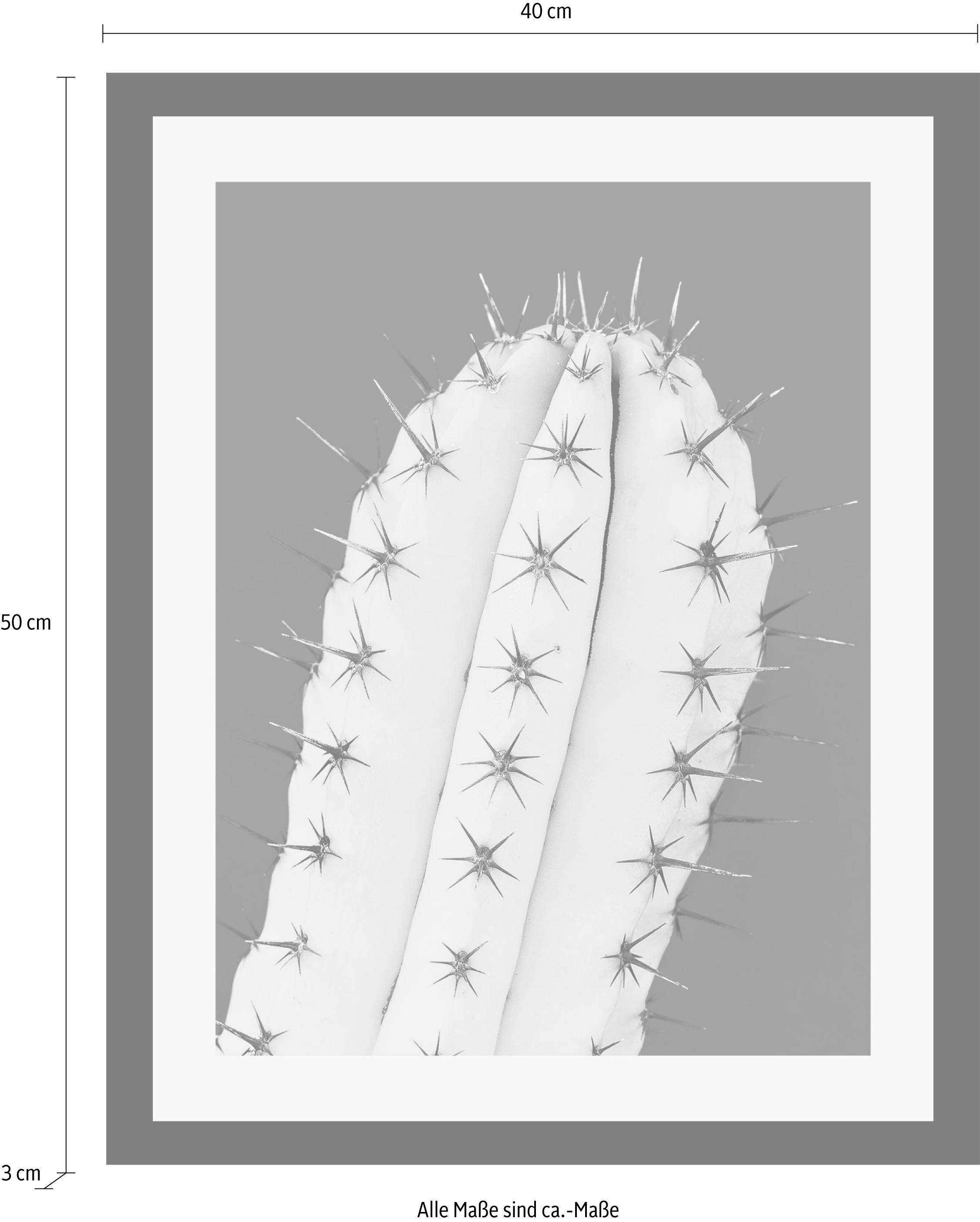 queence Bild »Kaktus« Foto | Kunst | Pflanzen | Pflanzenbilder HD Premium Poster-Druck inkl. Holzrahmen