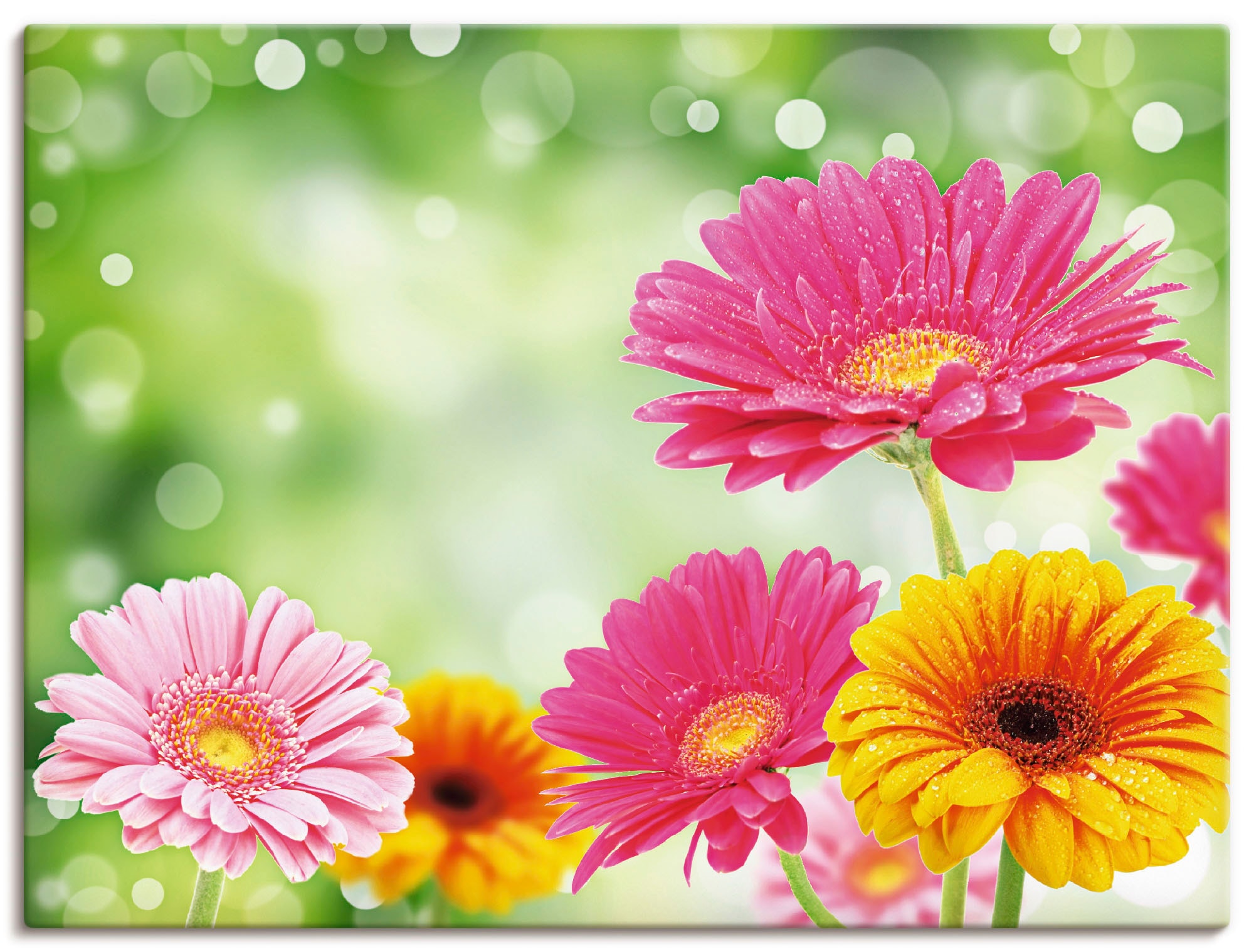 Image of Artland Leinwandbild "Natürliche Romantik - Gerberas" Blumen 1 Stk. tlg. auf Holzrahmen gespannt