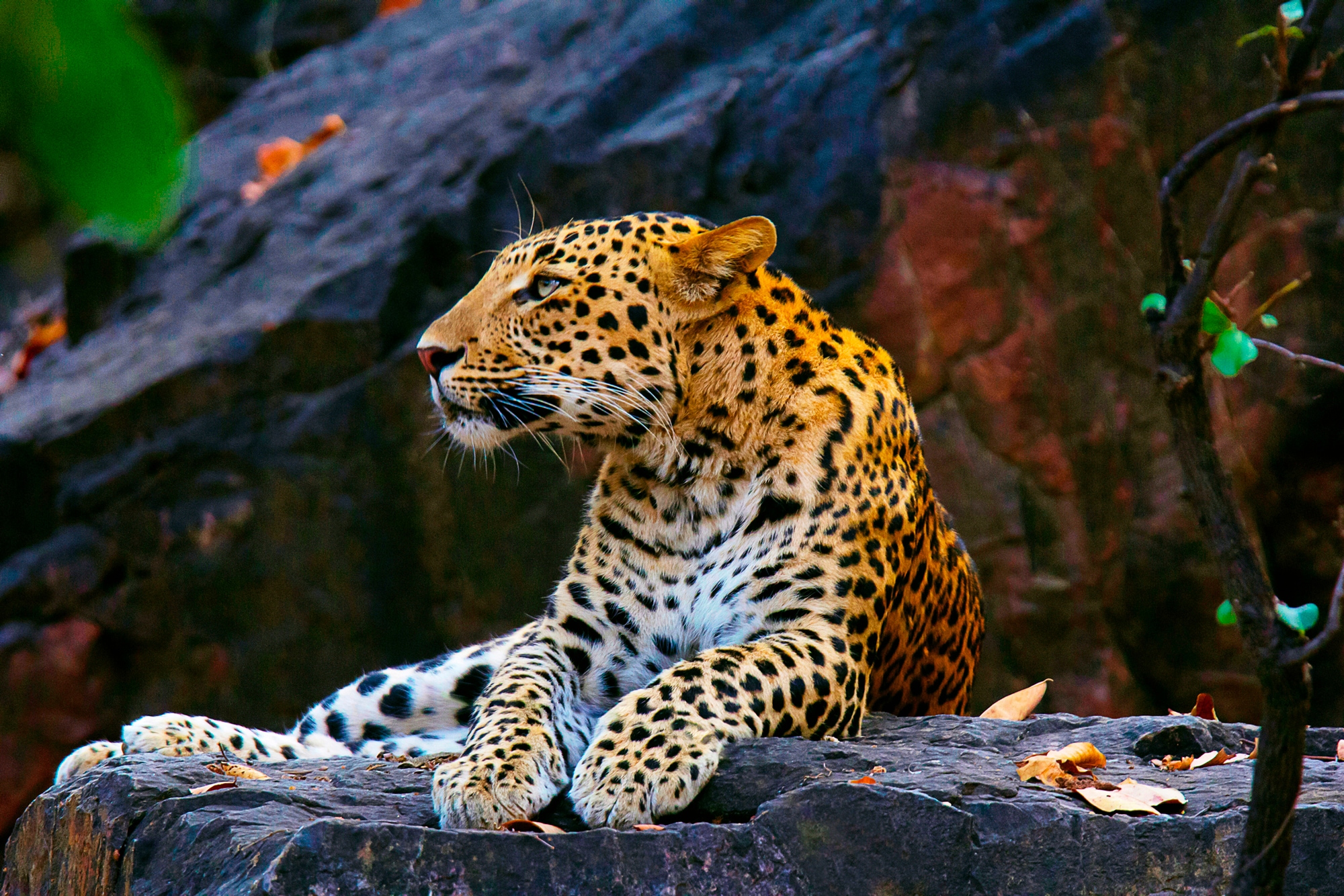 Papermoon Fototapete "LEOPARD"