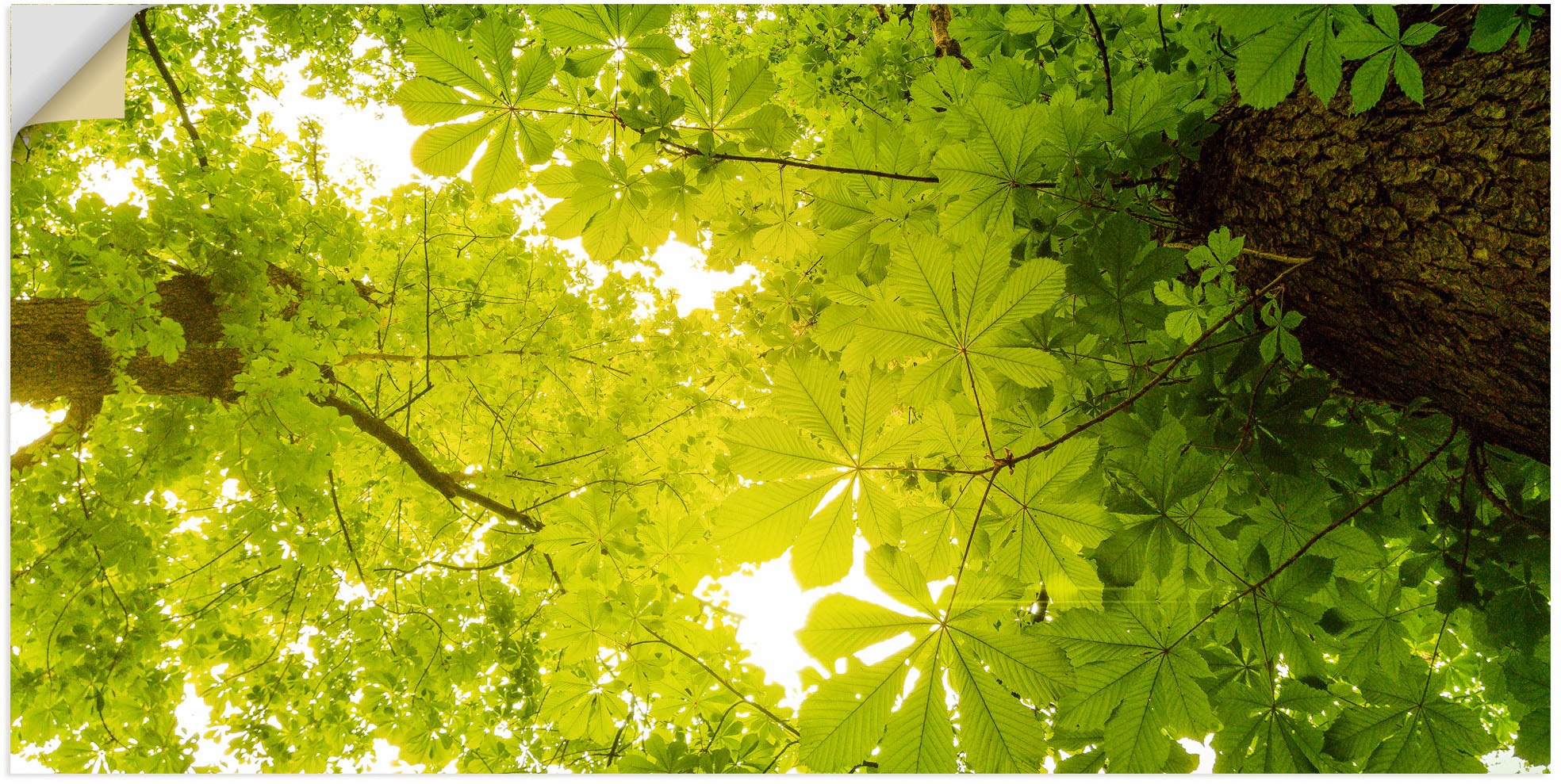 Image of Artland Wandbild »Blick nach Oben im Wald, grüne Bäume«, Blätterbilder, (1 St.), in vielen Grössen & Produktarten - Alubild / Outdoorbild für den Aussenbereich, Leinwandbild, Poster, Wandaufkleber / Wandtattoo auch für Badezimmer geeignet bei Ackermann Ve