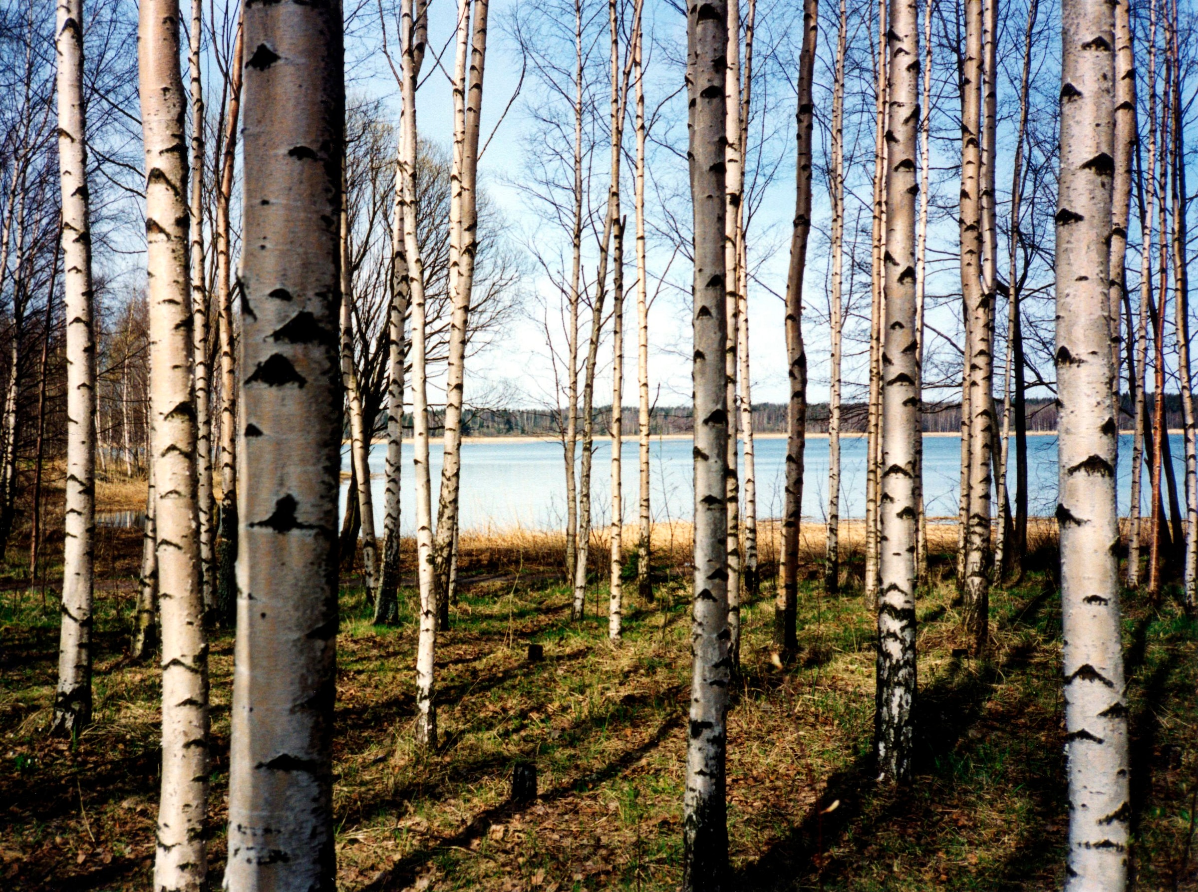 Image of Papermoon Fototapete »Finnish Forest of Birch Trees«, matt, BlueBack, 7 Bahnen, 350 x 260 cm bei Ackermann Versand Schweiz