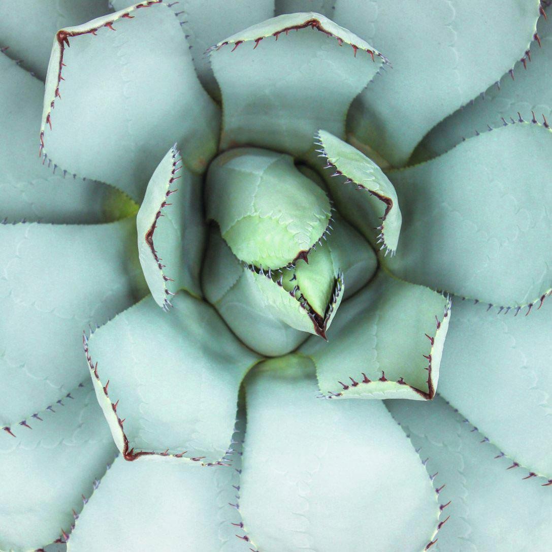 Image of Reinders! Glasbild »Agave Herz« bei Ackermann Versand Schweiz