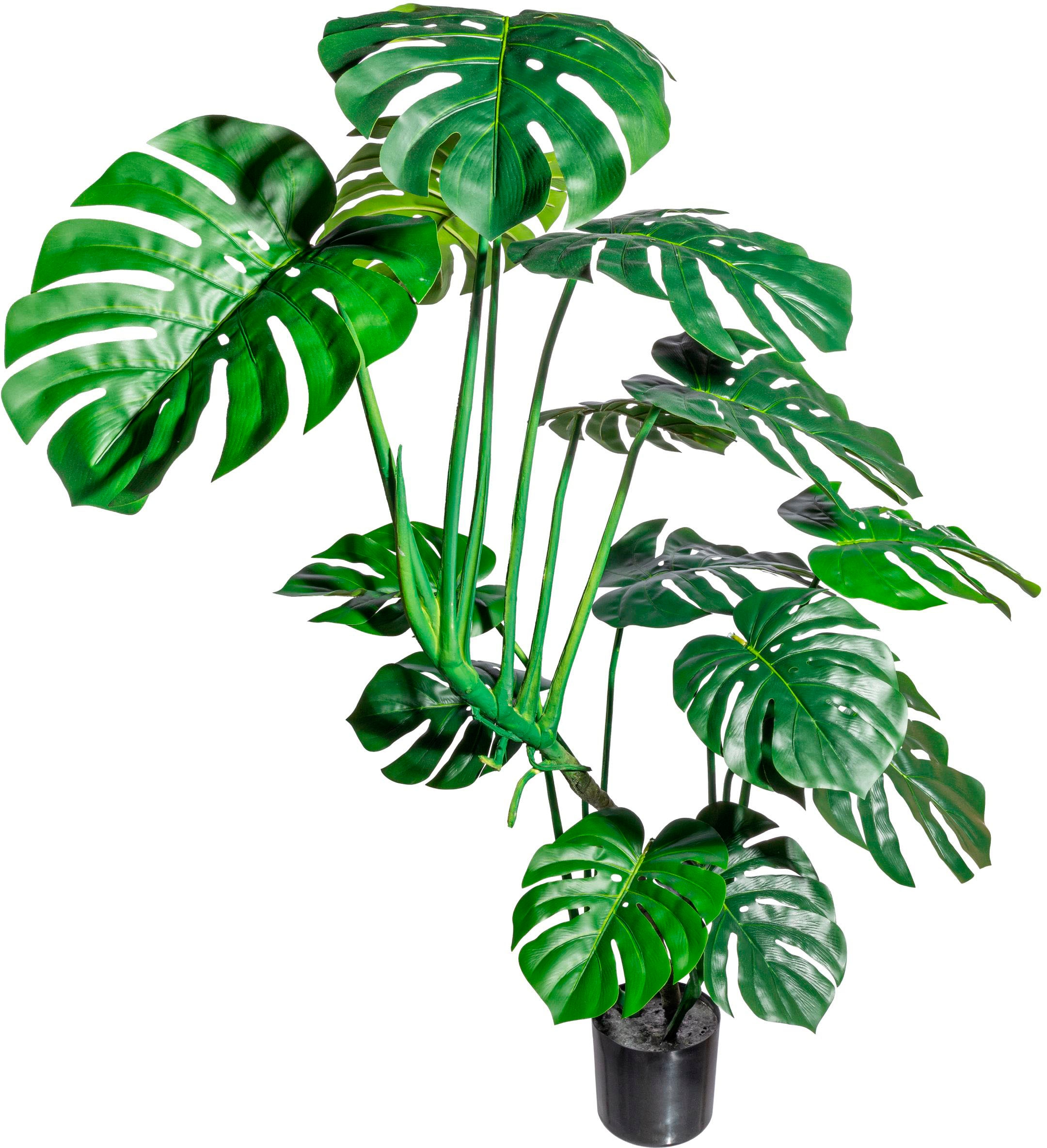 Topf im kaufen bequem Creativ Kunstbaum »Colocasia«, green