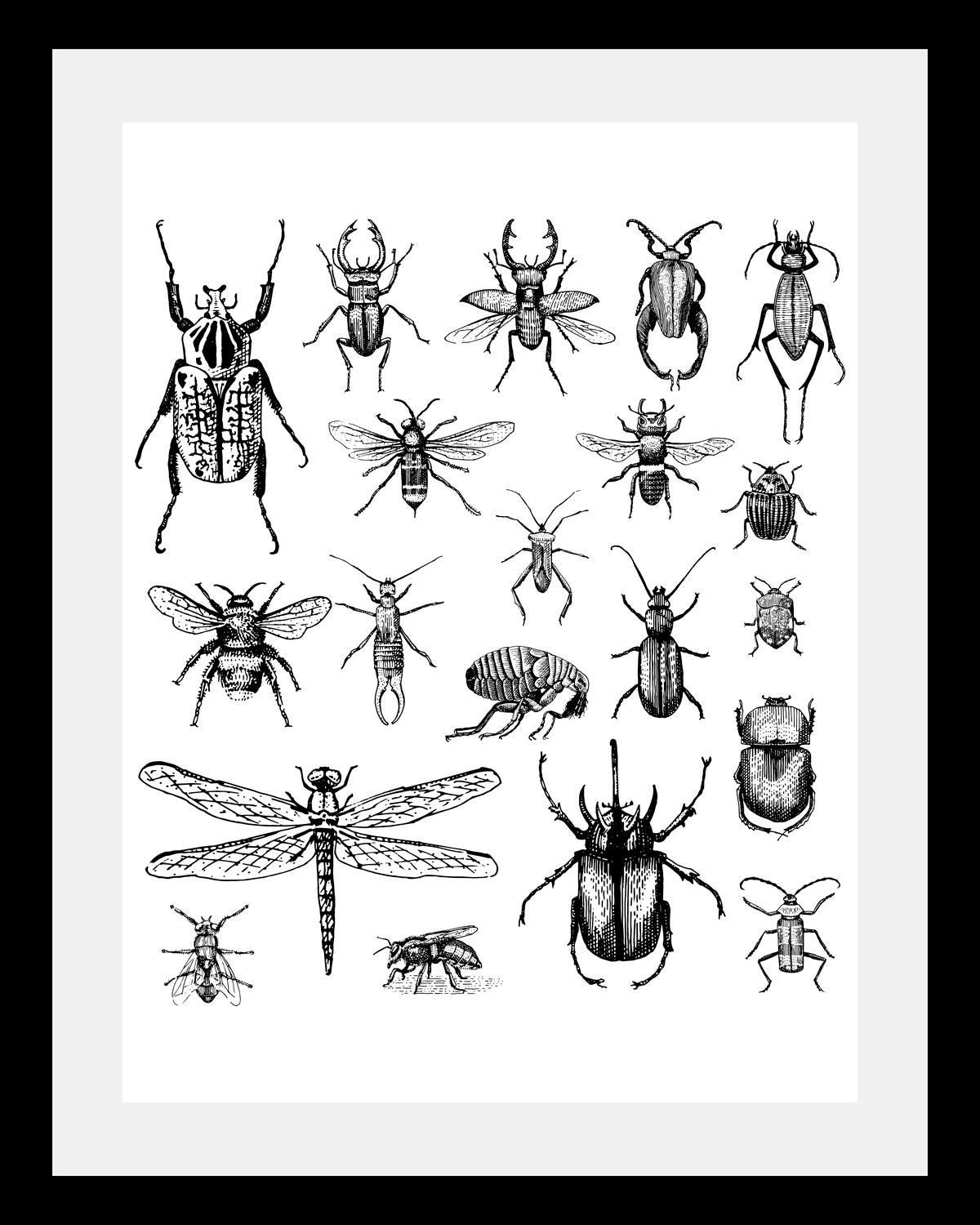 Image of queence Bild "Käfer" Insekten Kunst Schwarz-Weiss Tiere HD Premium Poster-Druck inkl. Holzrahmen