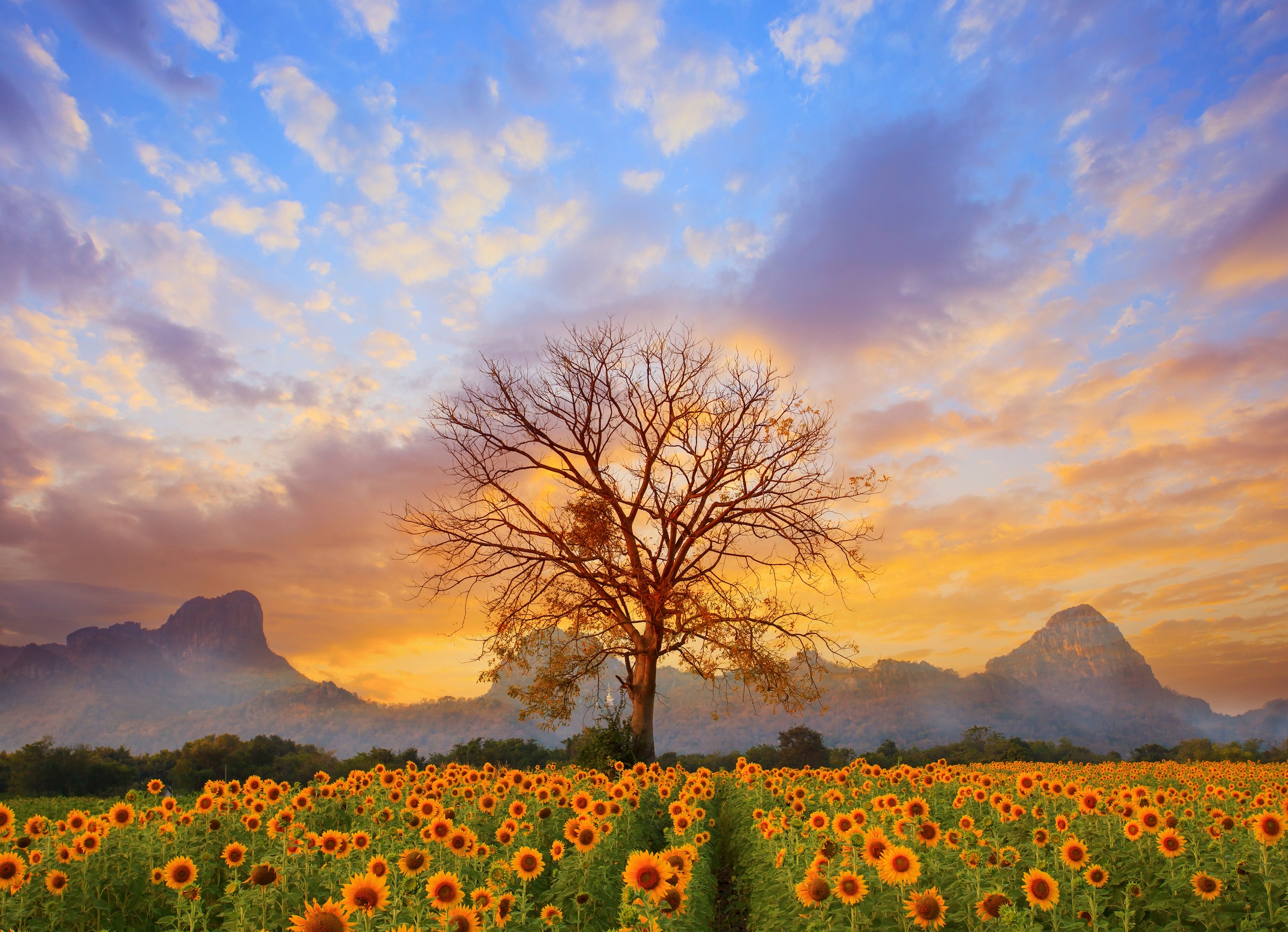 Image of Papermoon Fototapete "Sunflower Field" glatt