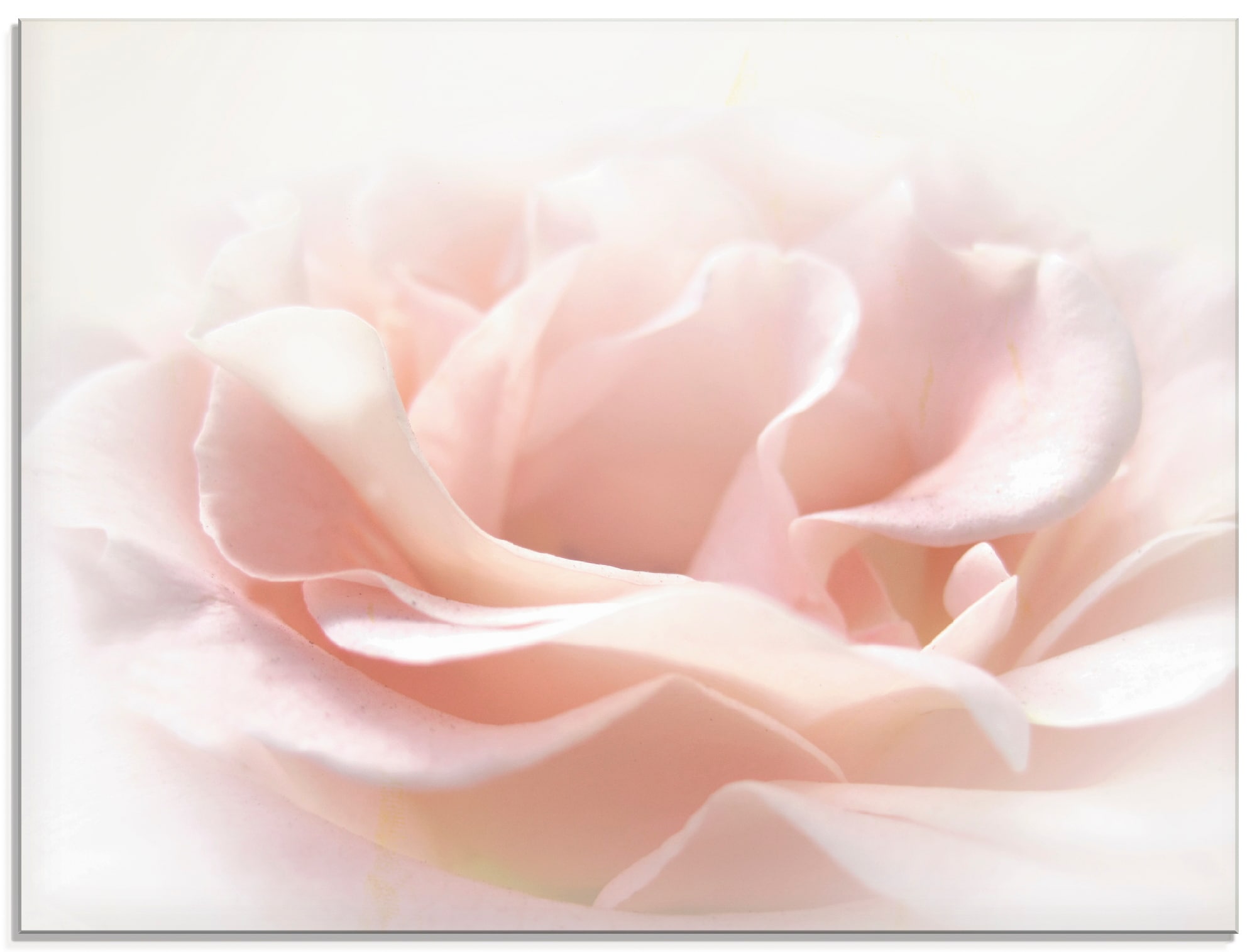 Image of Artland Glasbild "Rose I" Blumen 1 Stk. tlg. in verschiedenen Grössen