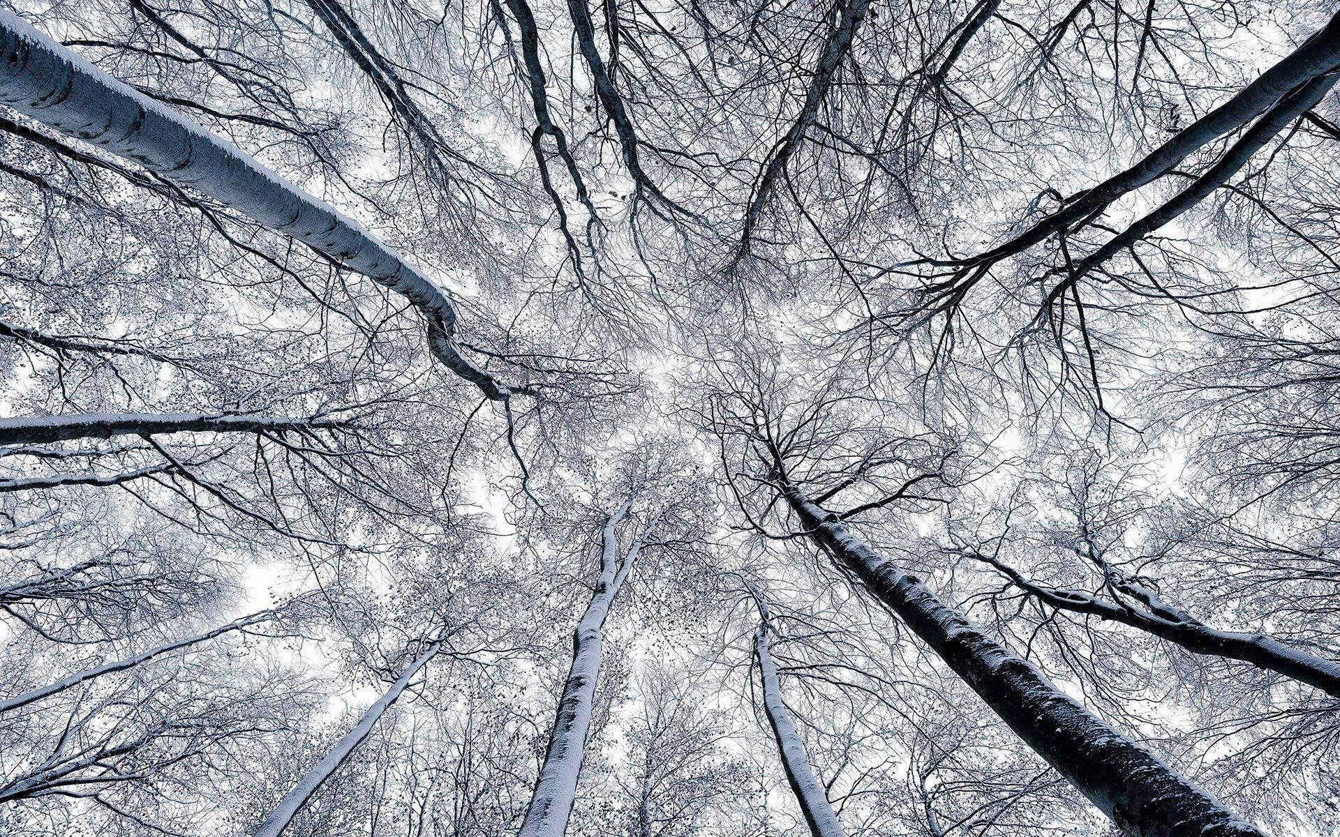 Image of Komar Vliestapete »Hefele Up«, naturalistisch bei Ackermann Versand Schweiz