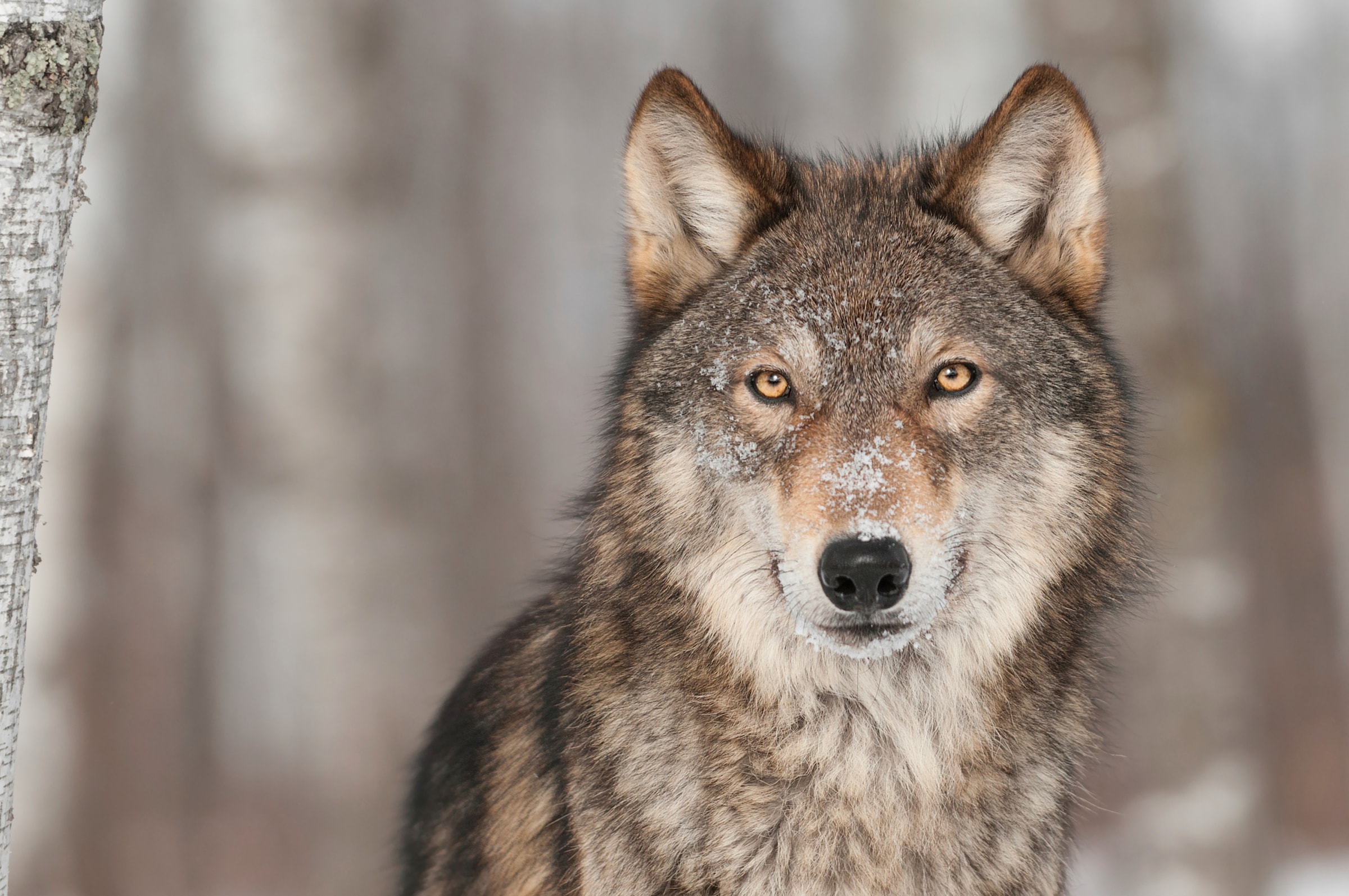 Fototapete »WOLF-TIER HUNDE RAUBTIER GRAU RUDEL WALD WILD NATUR«