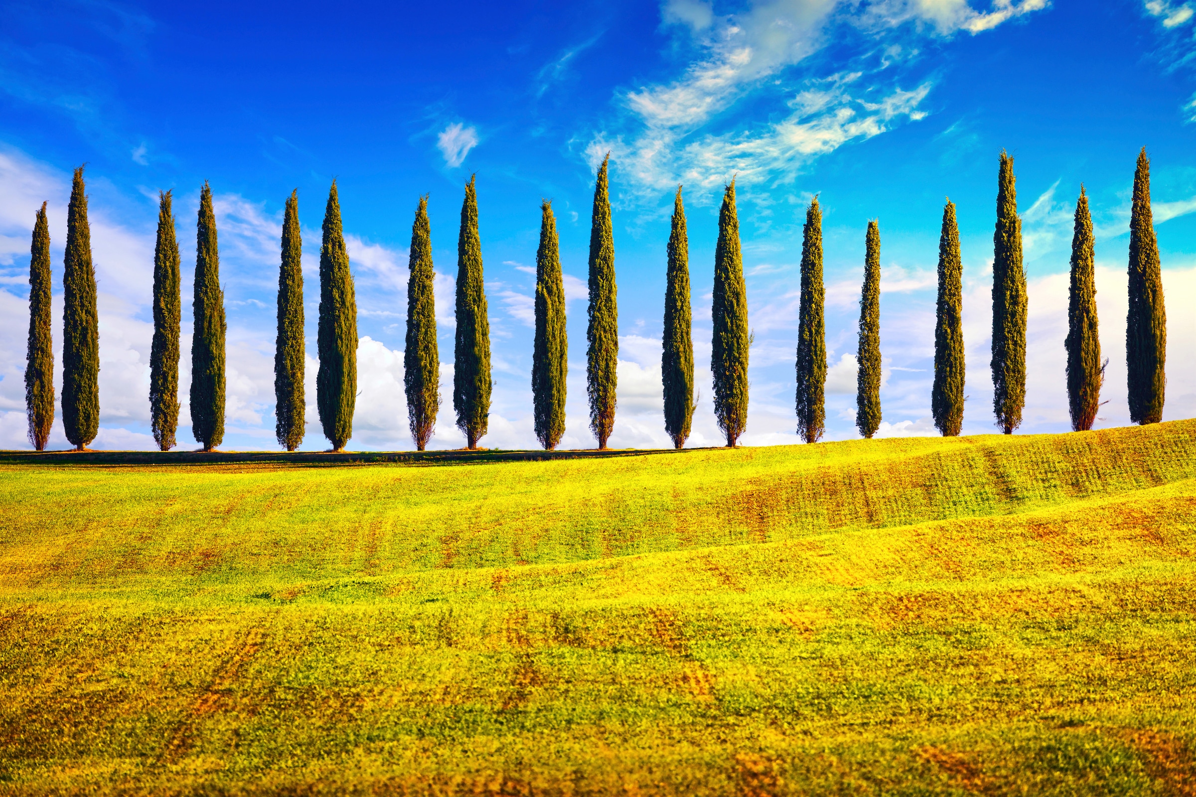 Image of Papermoon Fototapete "Pappeln am Feld"