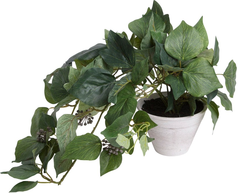 Botanic-Haus Künstliche bequem kaufen Zimmerpflanze »Calathea«