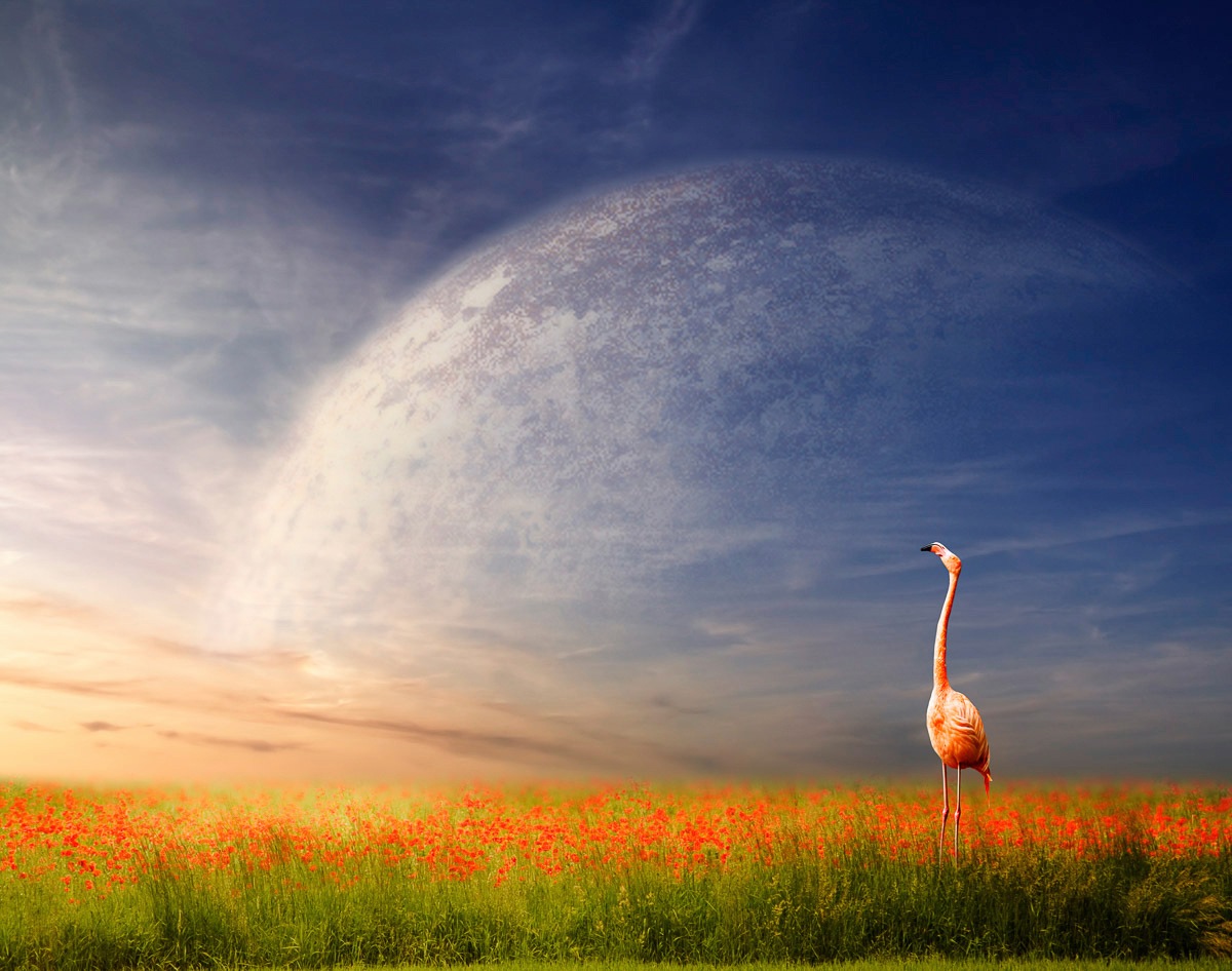 Image of Papermoon Fototapete "Flamingo in Blumenwiese"