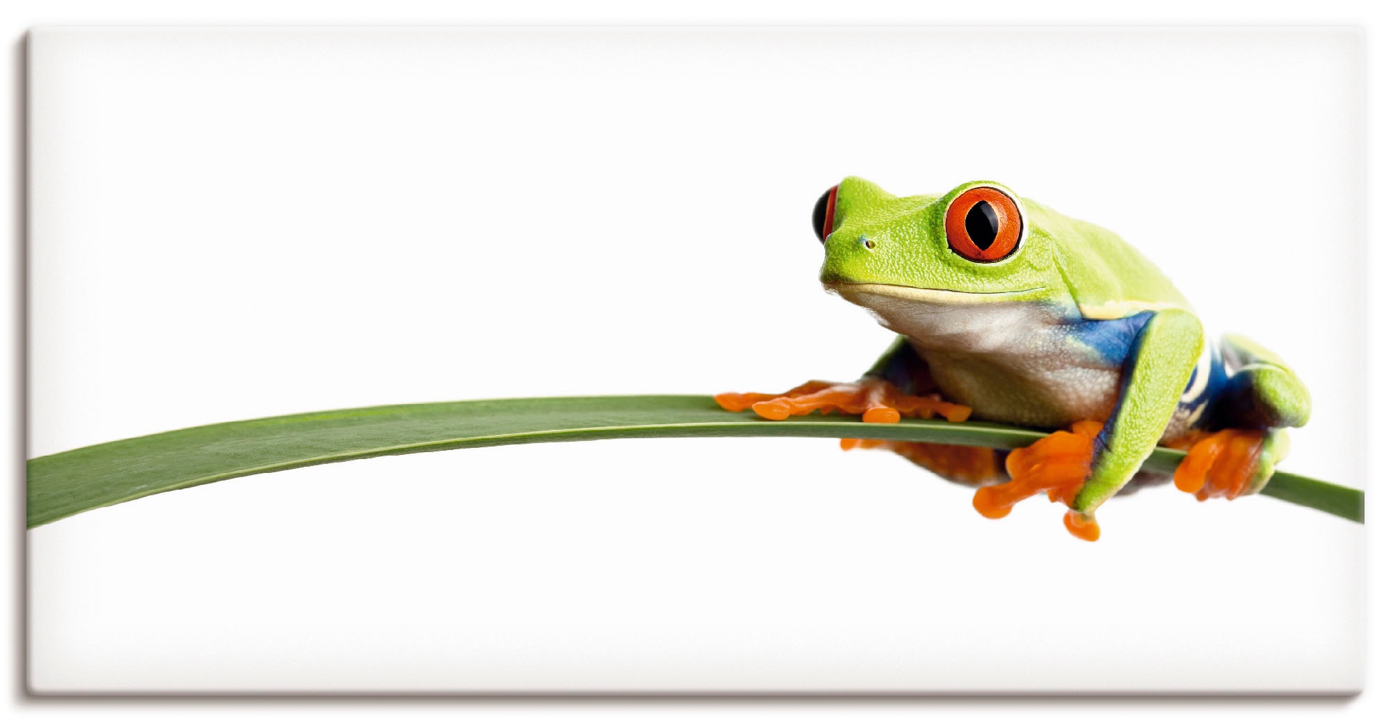 Image of Artland Wandbild "Frosch auf einem Blatt" Wassertiere 1 Stk. tlg. als Leinwandbild, Poster in verschied. Grössen