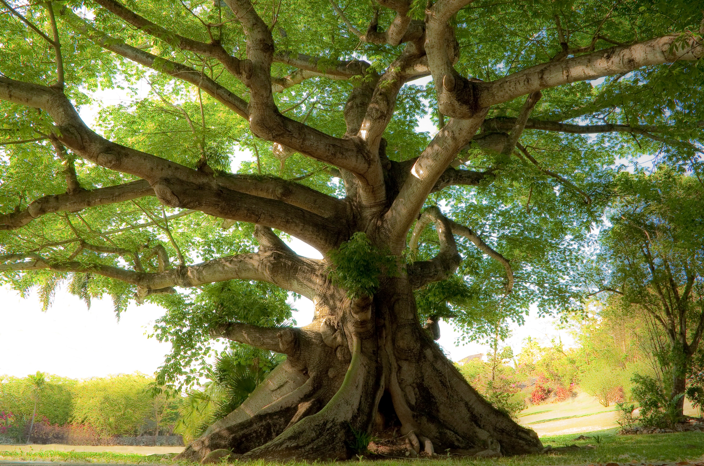 Image of Papermoon Fototapete "Peaceful Tree" glatt