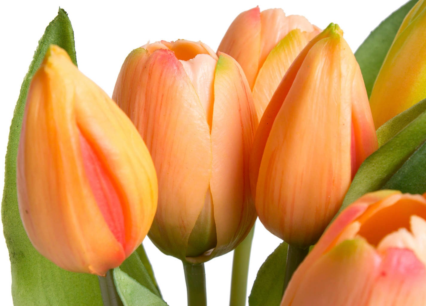 Botanic-Haus Kunstblume »Willa« Tulpenbündel im 7er-Set