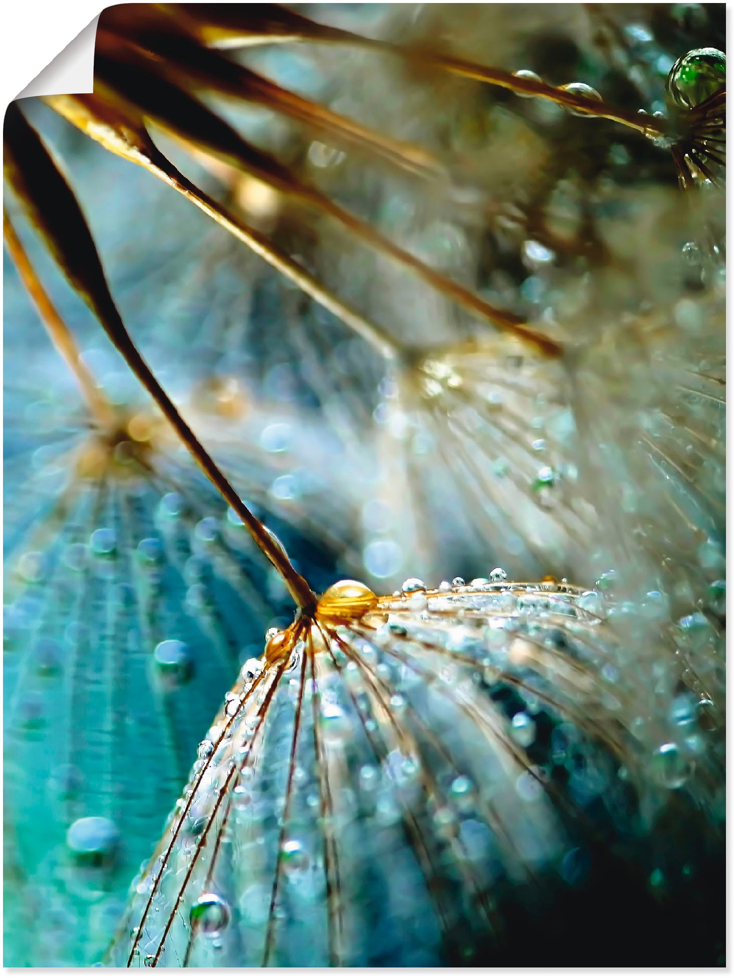 Image of Artland Poster "Pusteblume Mystische Schönheit" Blumen 1 Stk. tlg. ohne Rahmen