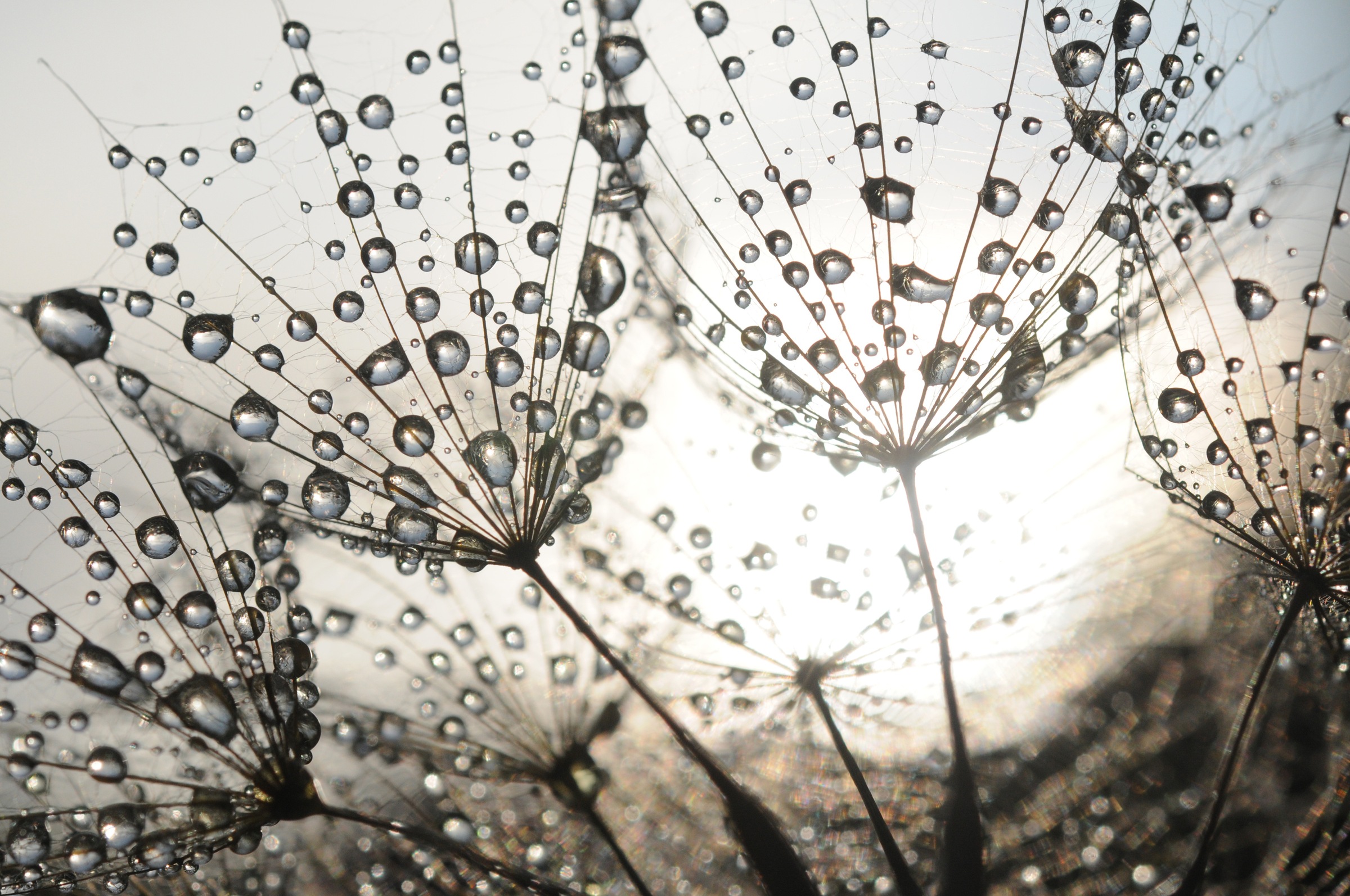 Image of Papermoon Fototapete "Dandelion Seeds Drops" glatt