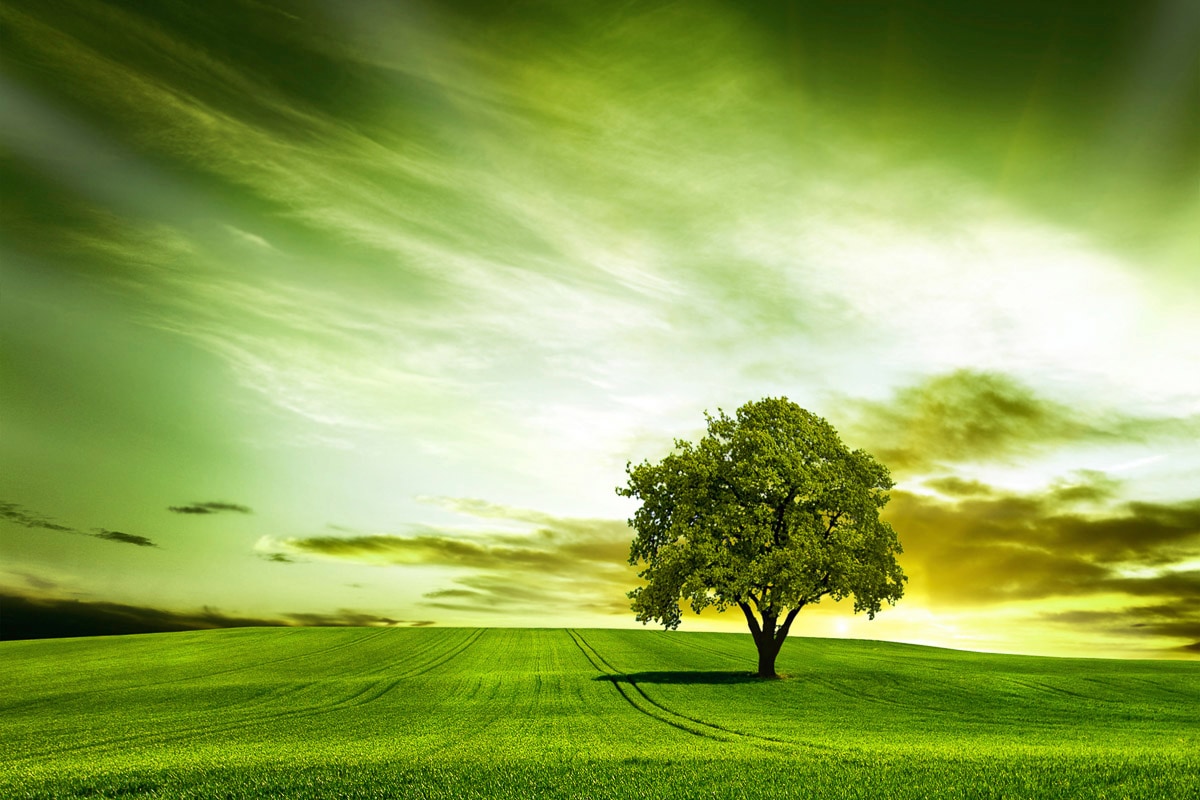 Image of Papermoon Fototapete "Baum in Feld"
