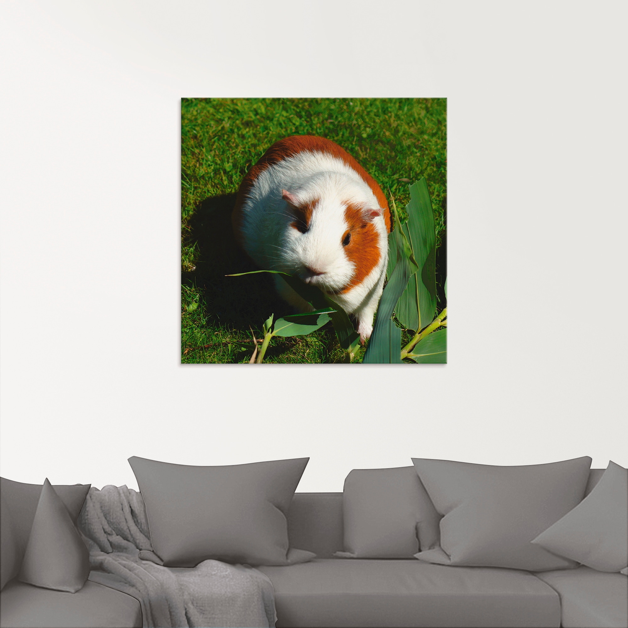 Artland Glasbild »Orange weisses Meerschweinchen«, Haustiere, (1 St.), in verschiedenen Grössen