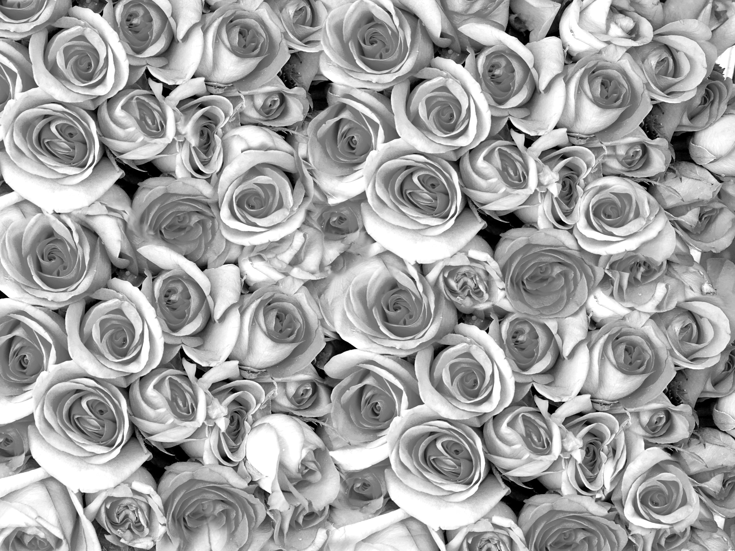 Image of Papermoon Fototapete "graue Rosen"