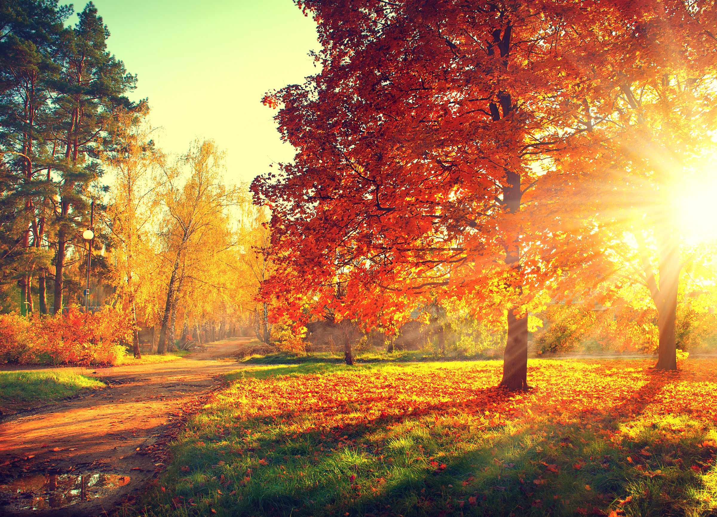 Image of Papermoon Fototapete "Autumn Trees" glatt
