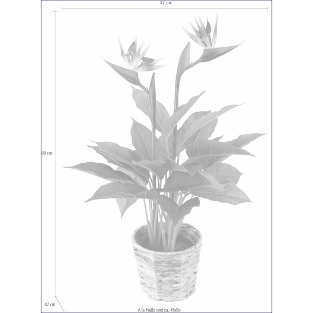 I.GE.A. Kunstpflanze »Strelitzienpflanze in Wasserhyazinthentopf« jetzt  kaufen