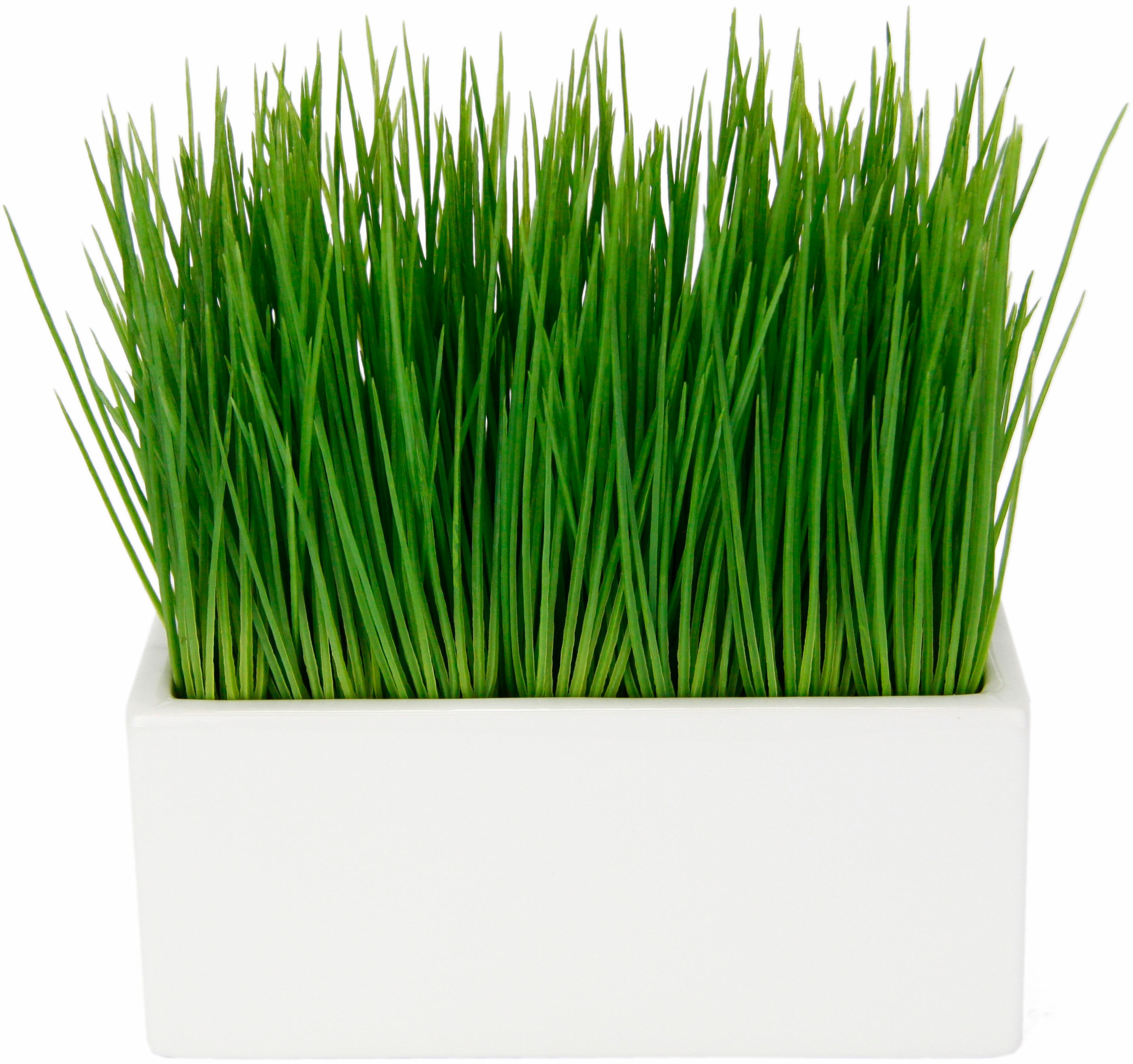 Image of I.GE.A. Kunstpflanze »Gras«, (1 St.), in Keramikschale bei Ackermann Versand Schweiz