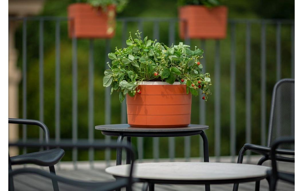   Blumenampel »Plastia Berberis 26 cm drei Bänder«