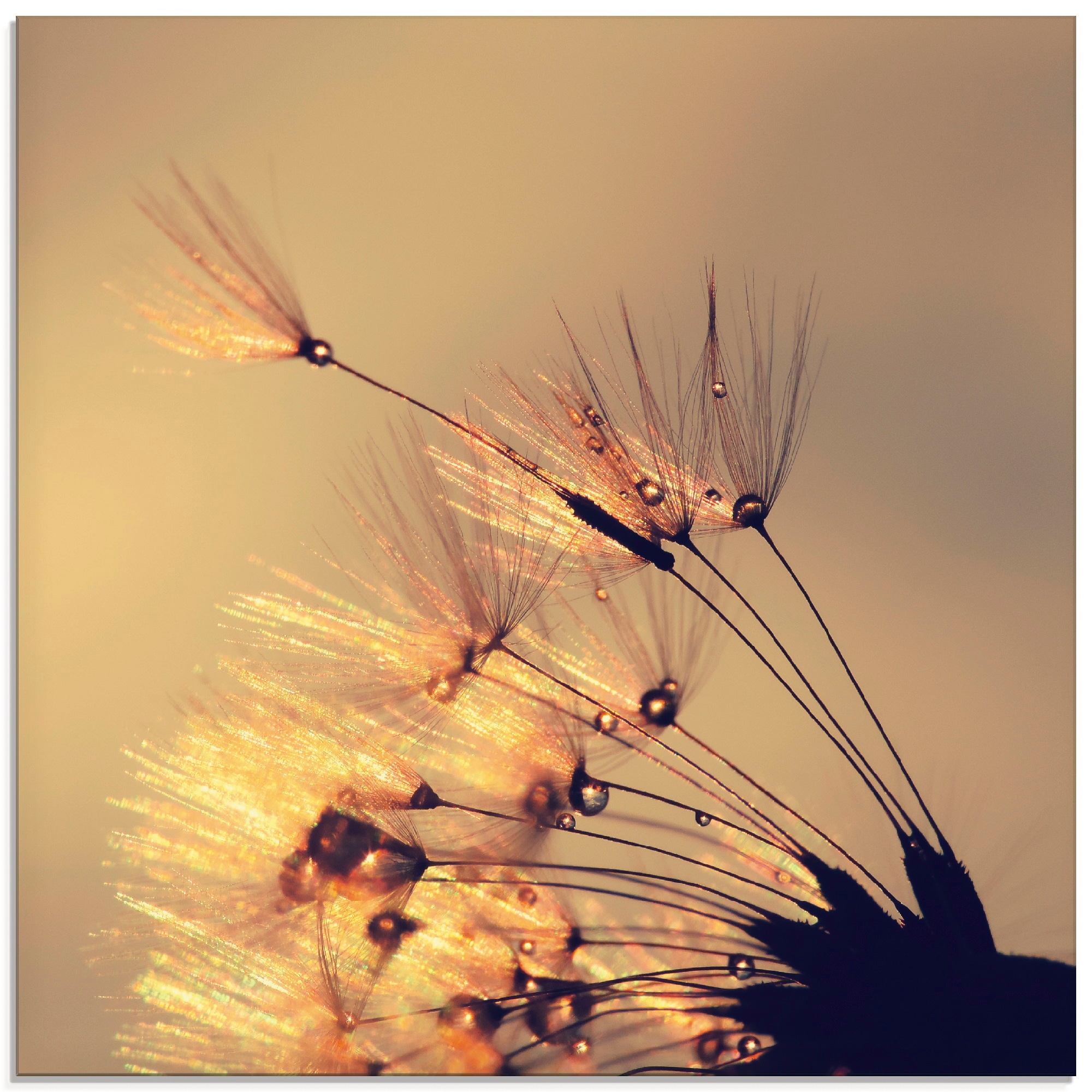 Image of Artland Glasbild "Pusteblume Goldene Schirmchen" Blumen 1 Stk. tlg. in verschiedenen Grössen