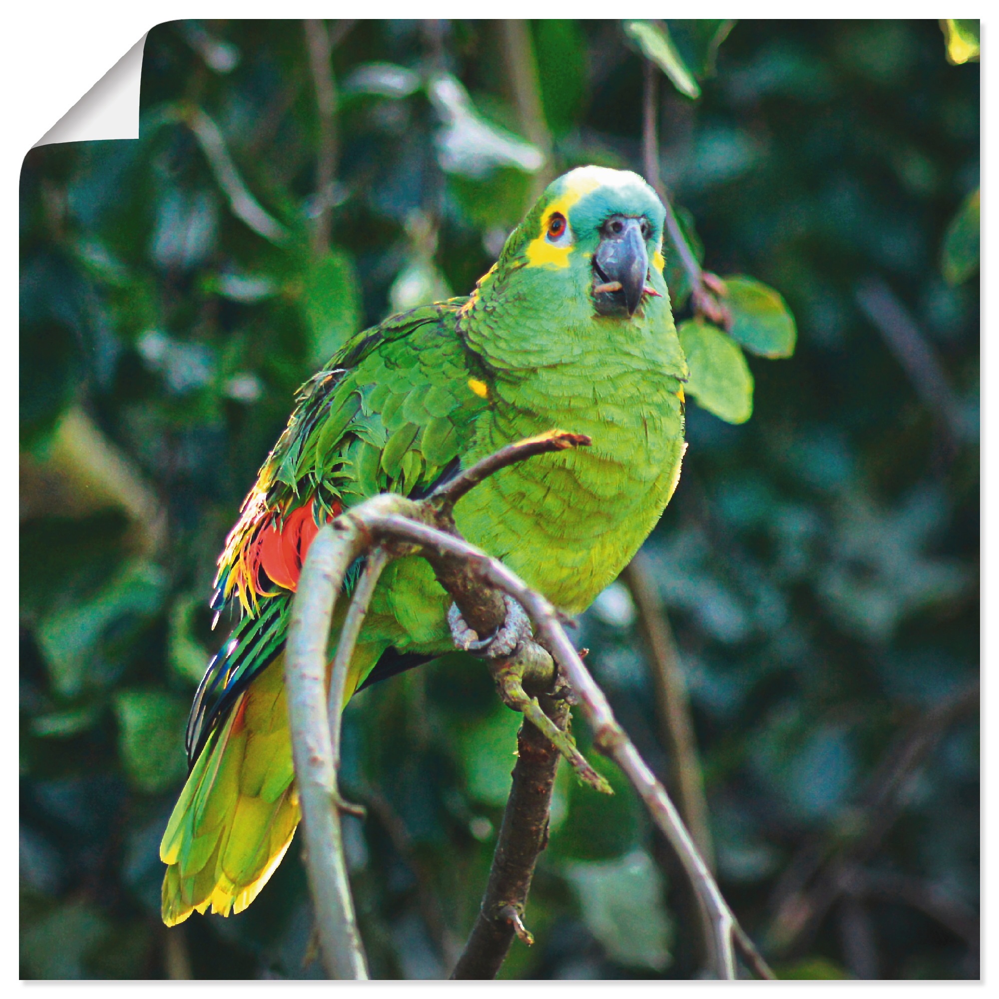 Image of Artland Wandbild »Blaustirnamazone«, Vögel, (1 St.), in vielen Grössen & Produktarten - Alubild / Outdoorbild für den Aussenbereich, Leinwandbild, Poster, Wandaufkleber / Wandtattoo auch für Badezimmer geeignet bei Ackermann Versand Schweiz