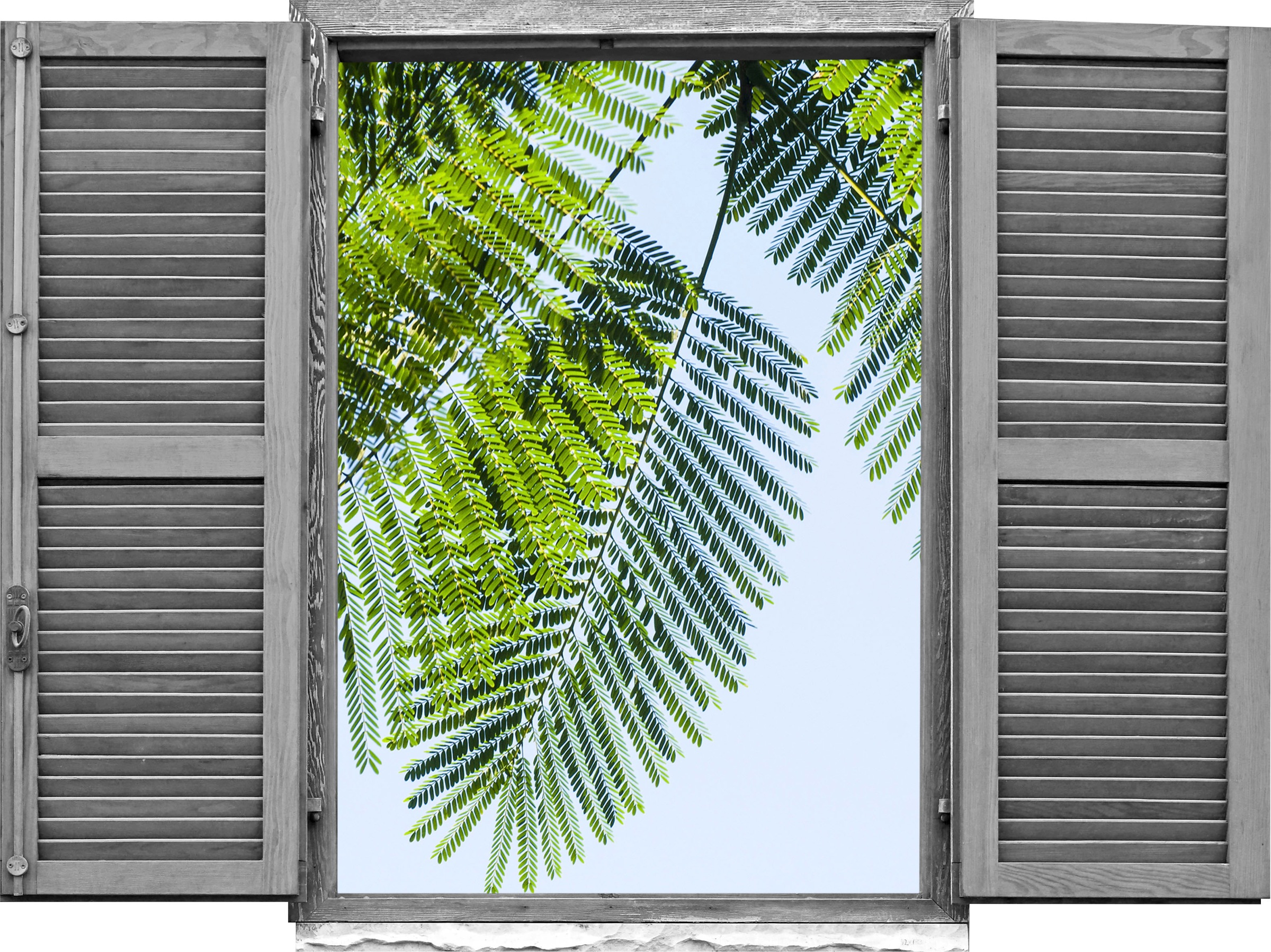 Image of queence Wandtattoo "Mimoseblätter" Wandsticker, Wandbild, selbstklebend, 3D, Fenster