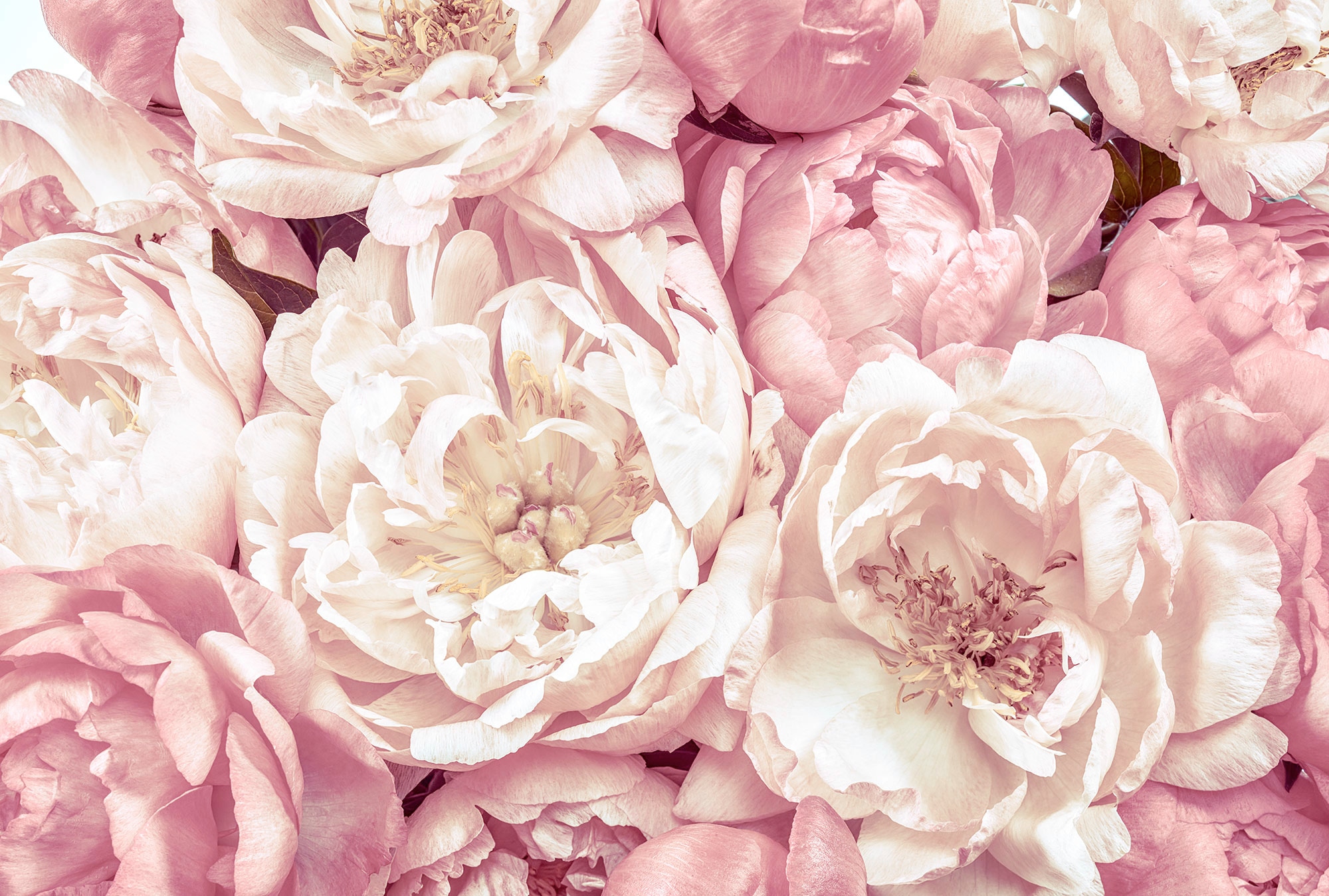 Image of Komar Vliestapete "Vlies - Peonies - Grösse 368 x 248 cm" bedruckt glatt Wohnzimmer, Schlafzimmer