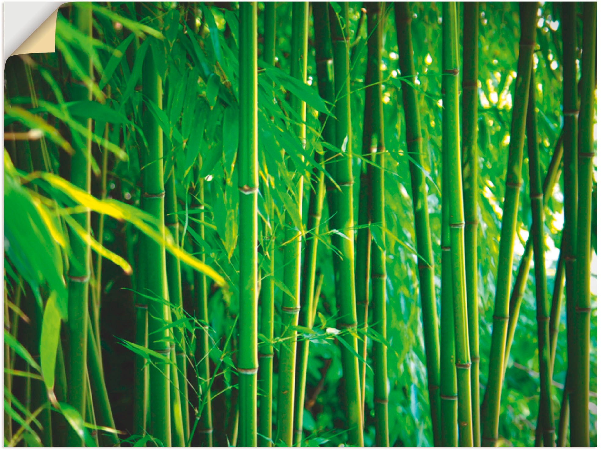 Image of Artland Wandbild »Bambus I«, Gräser, (1 St.), in vielen Grössen & Produktarten -Leinwandbild, Poster, Wandaufkleber / Wandtattoo auch für Badezimmer geeignet bei Ackermann Versand Schweiz