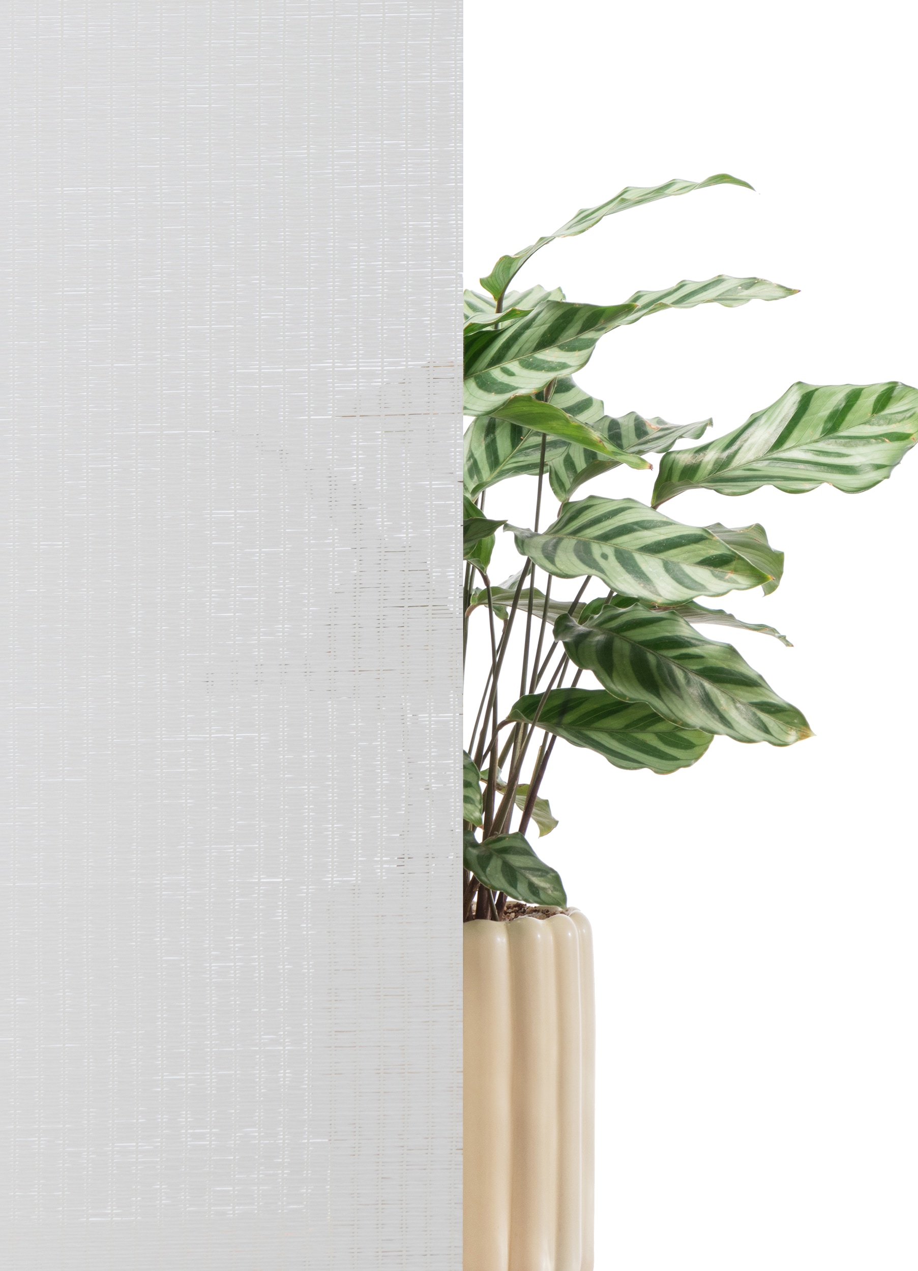 my home Store à enrouleur »LIYN« Lichtschutz ohne Bohren freihängend Trendiges Rollo in Naturoptik- NEUHEIT!