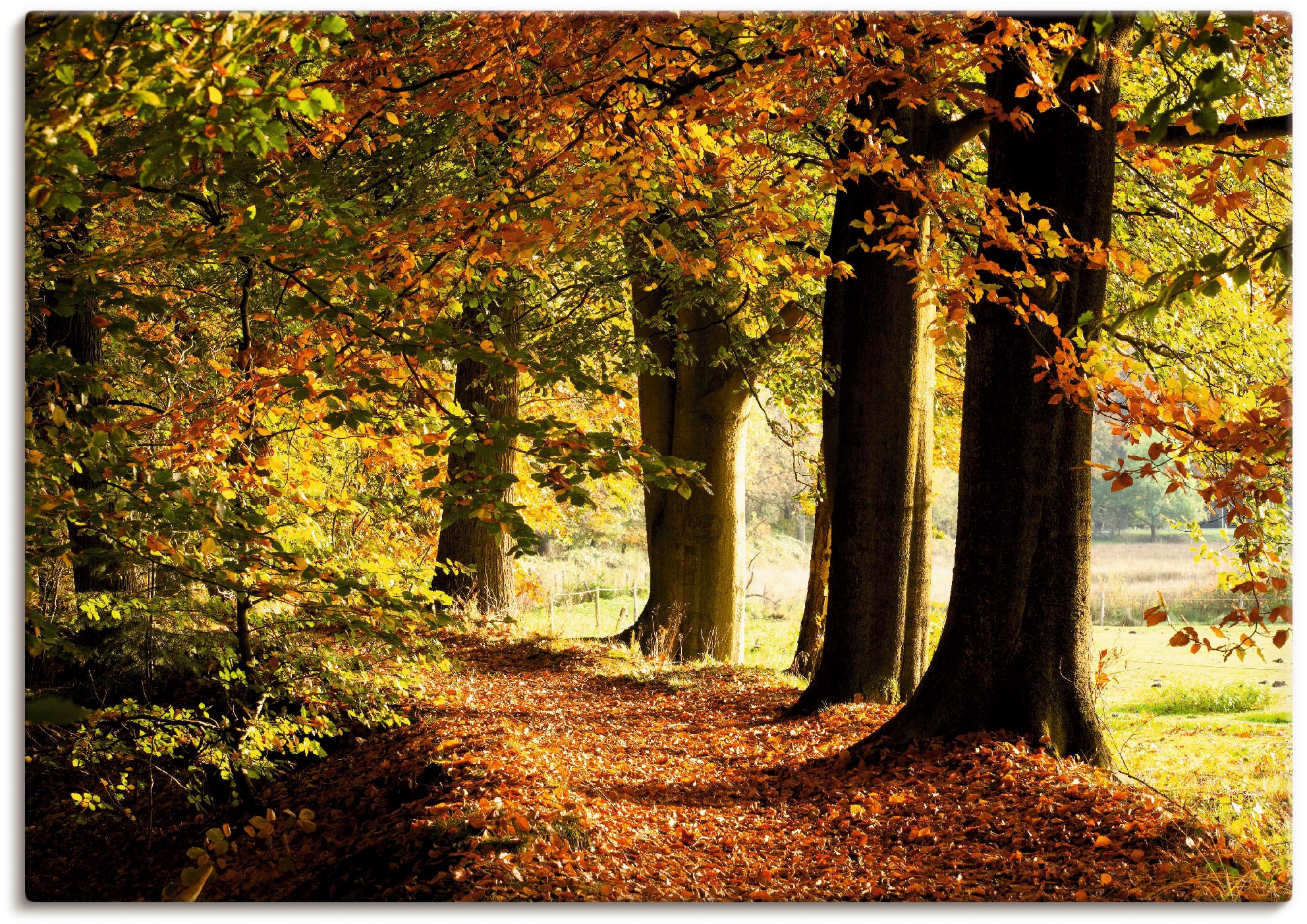 Image of Artland Leinwandbild "Herbstfarben" Bäume 1 Stk. tlg. auf Holzrahmen gespannt