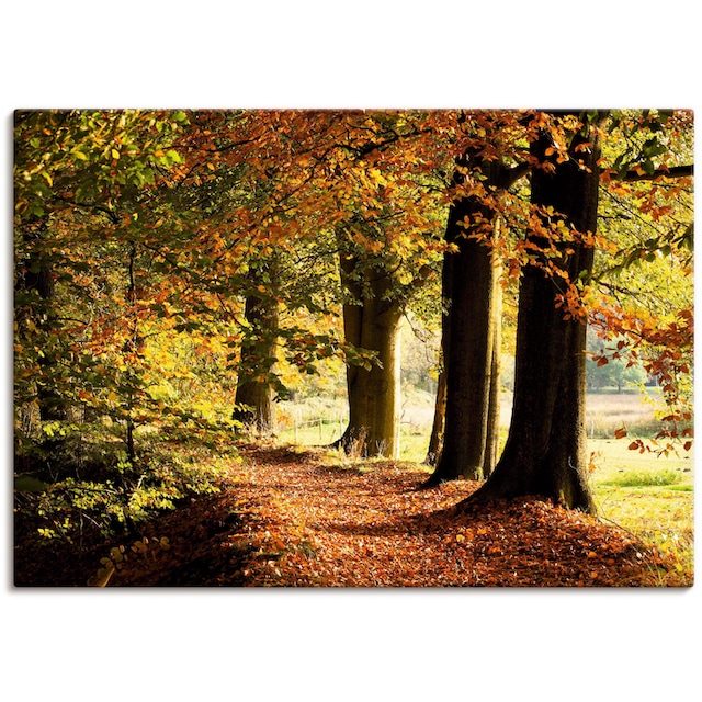 Artland Wandbild »Herbstfarben«, Bäume, (1 St.), als Alubild, Outdoorbild,  Leinwandbild in verschied. Grössen jetzt kaufen