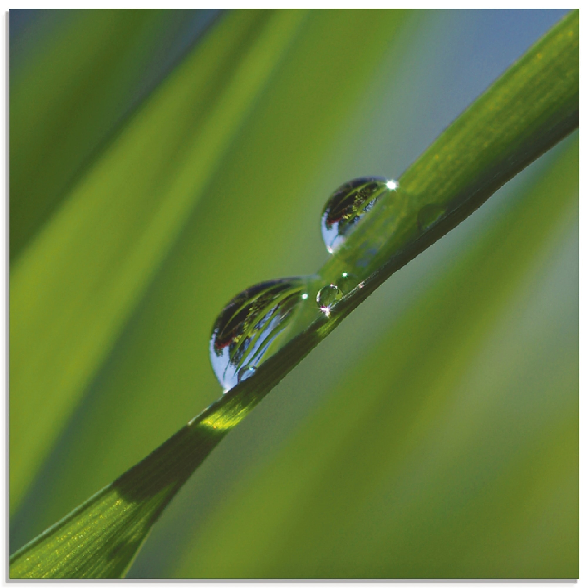 Image of Artland Glasbild "Wassertropfen auf Grashalm" Gräser 1 Stk. tlg. in verschiedenen Grössen