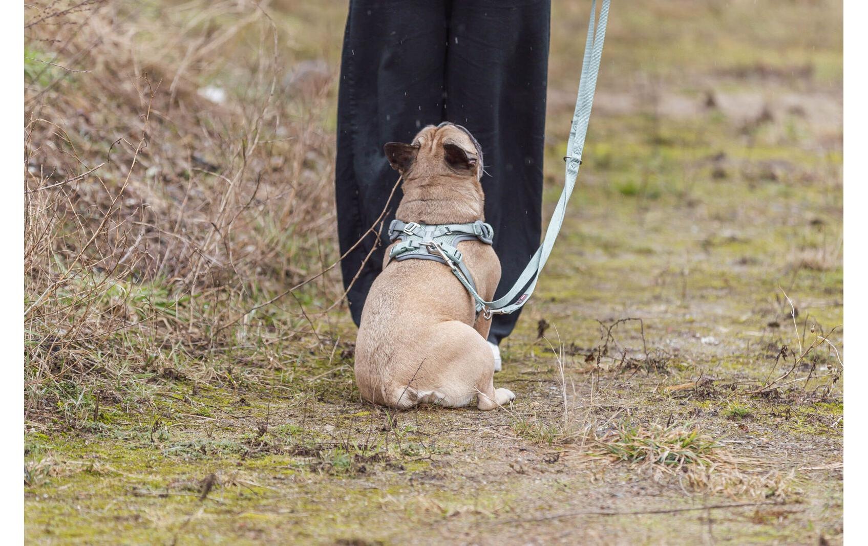 TRIXIE Harnais pour chien »Premium FlexMesh Geschir L« Geschirr mit spezellem Schnitt für kurze, kompakte Hunde